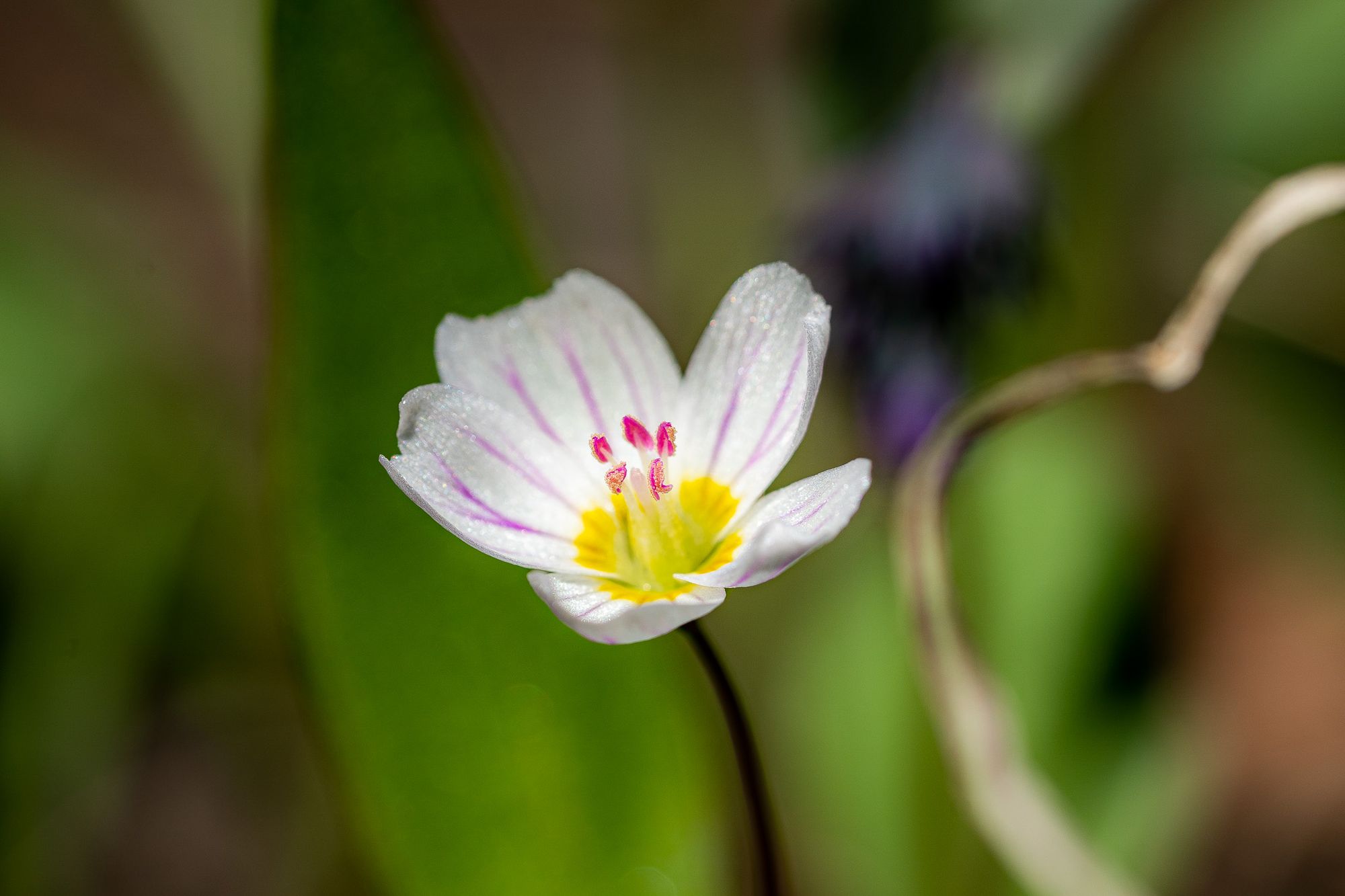 Spring beauty flower