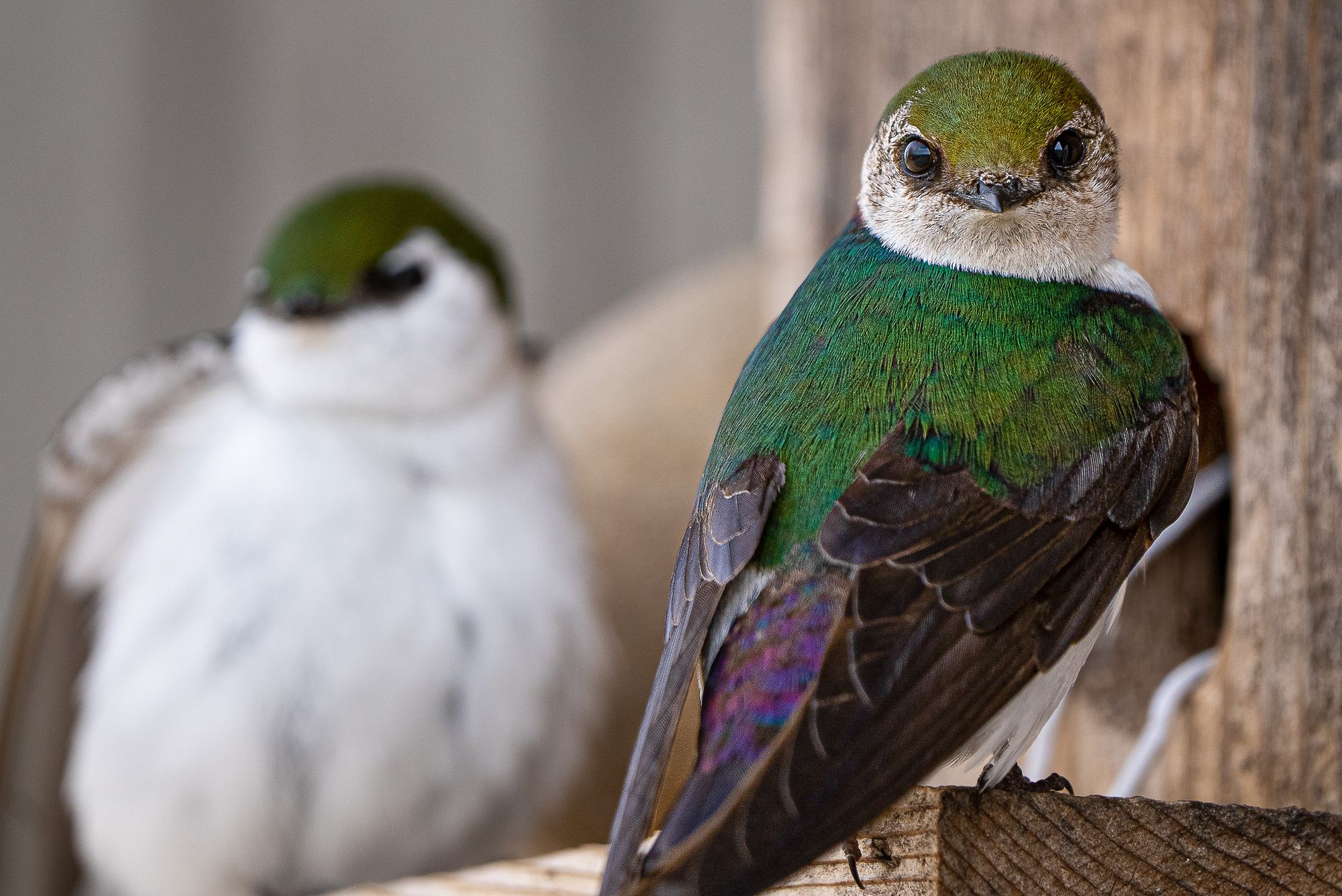 violet-green swallows