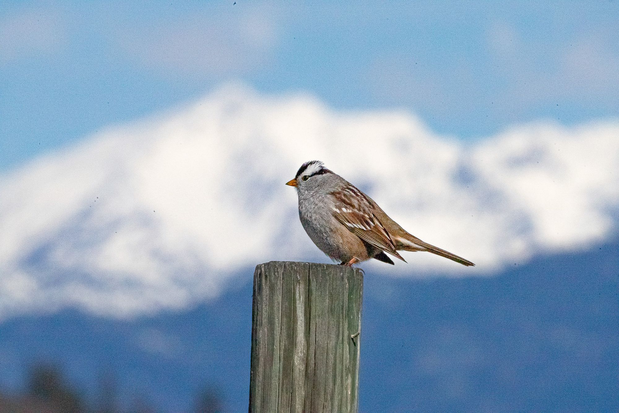 white-crowned sparrow