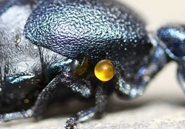 blister beetle secretions