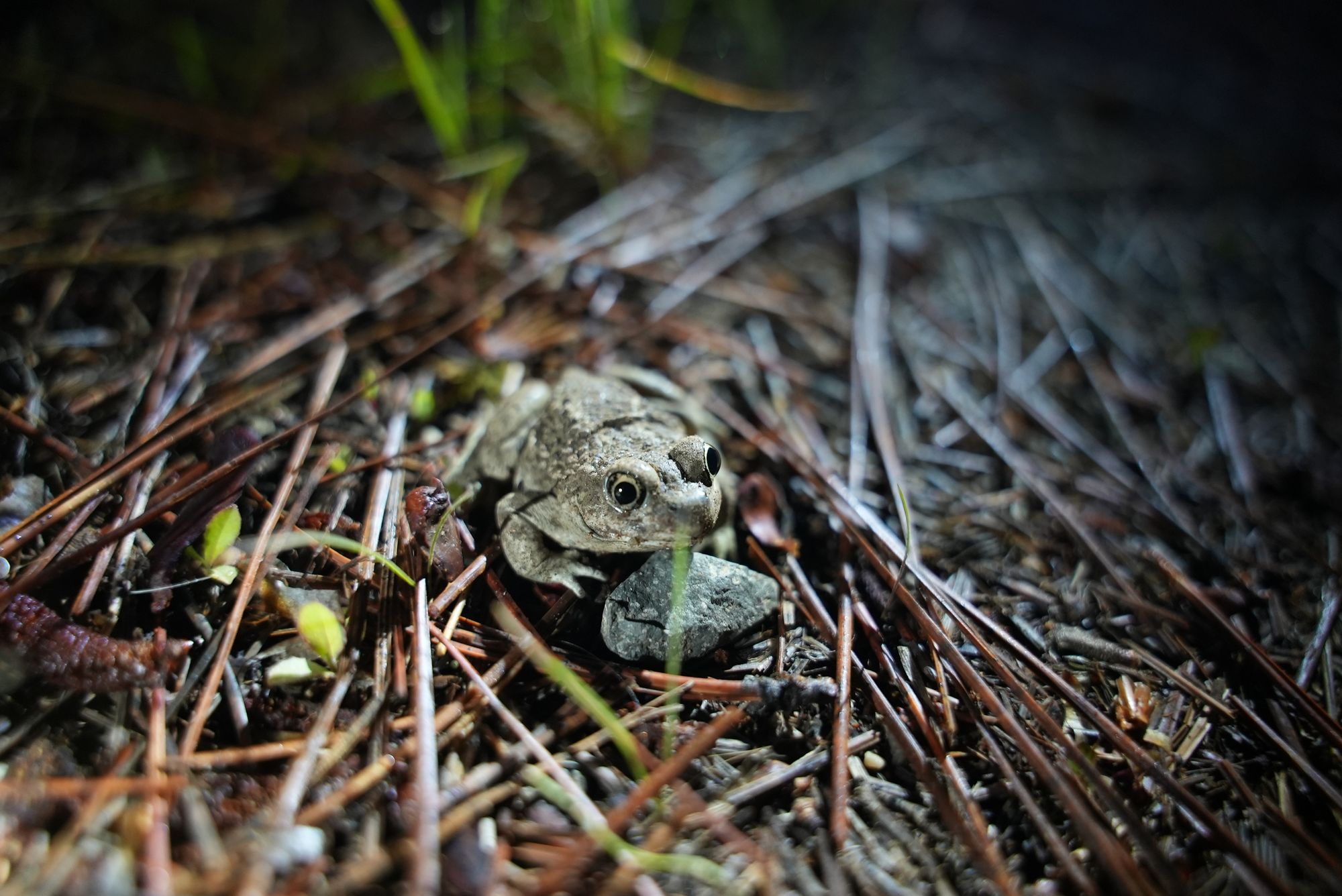 spadefoot toad