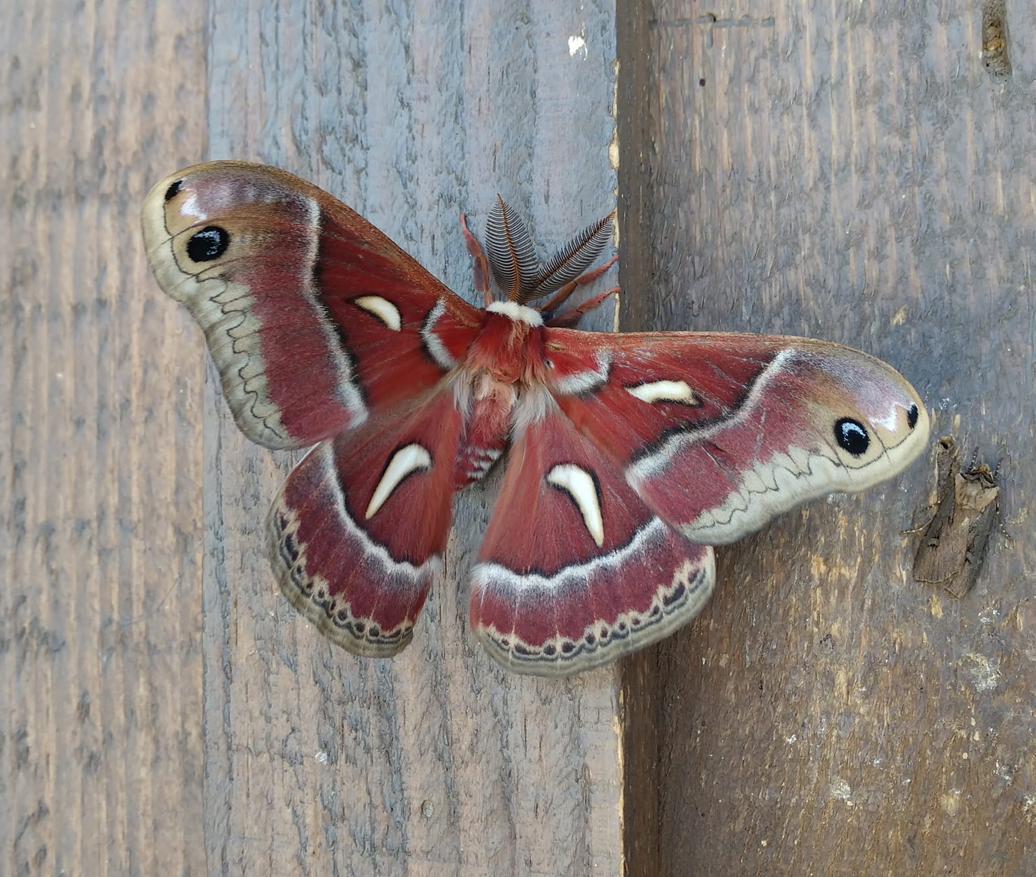 ceanothus silk moth