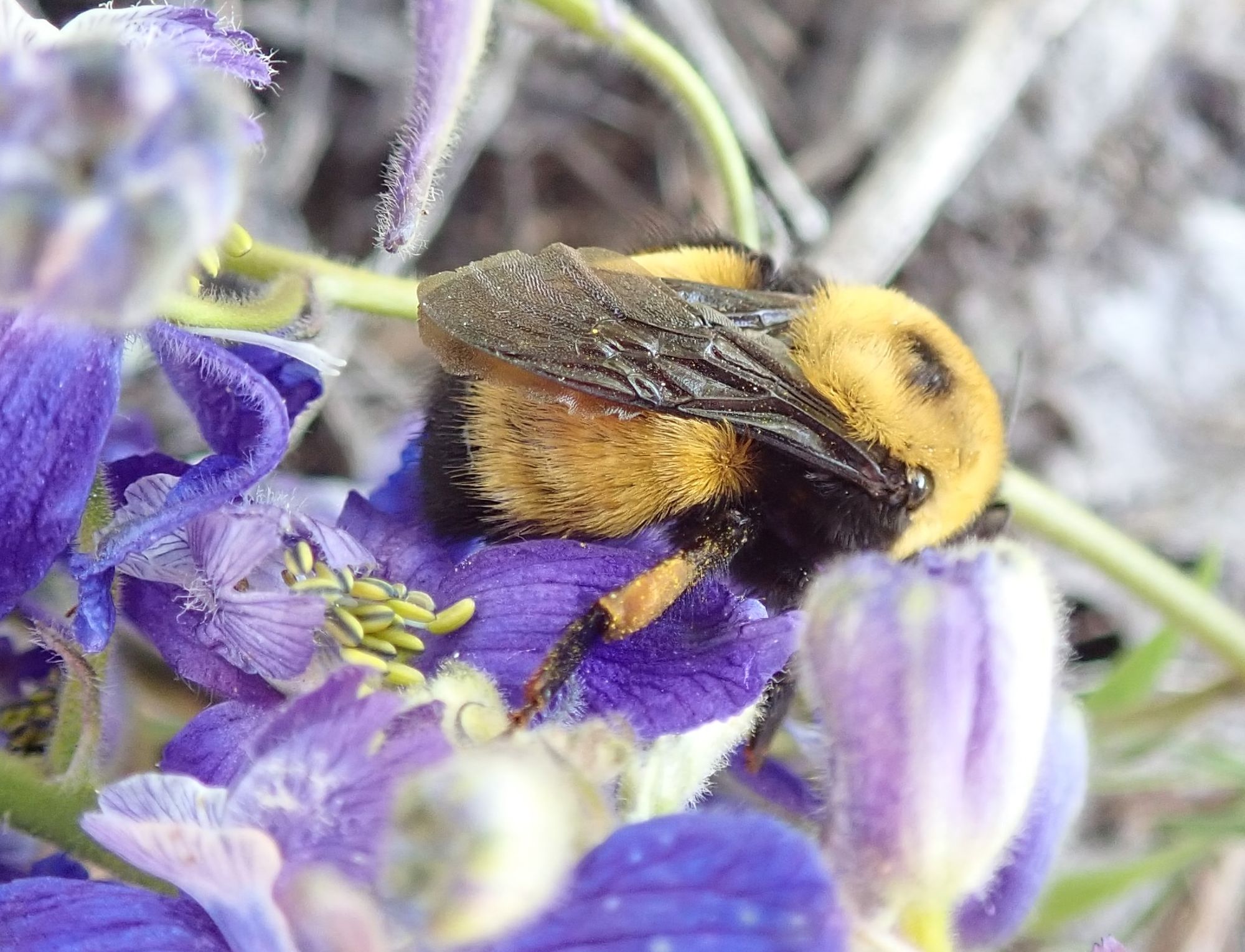Nevada bumble bee