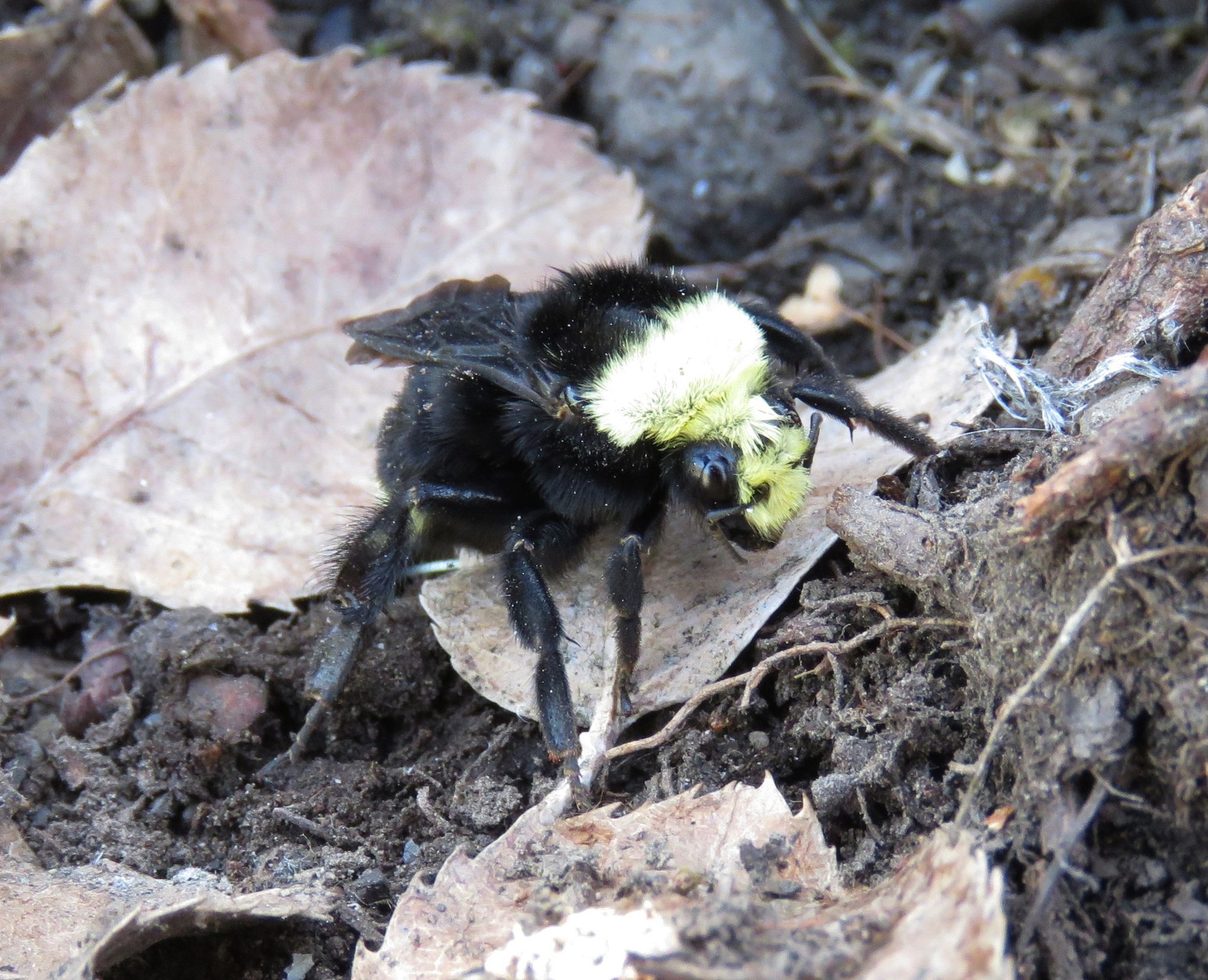 queen bumblebee