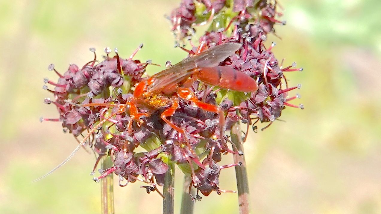 western red-tailed spider wasp