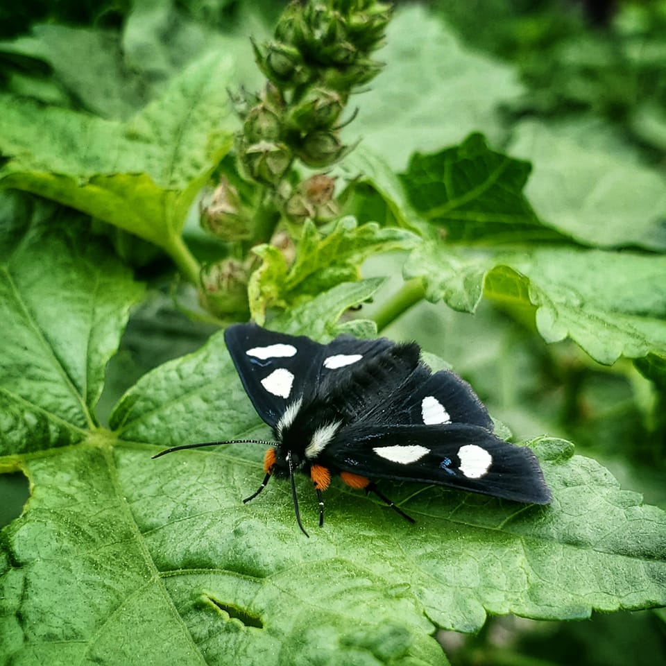 forester moth
