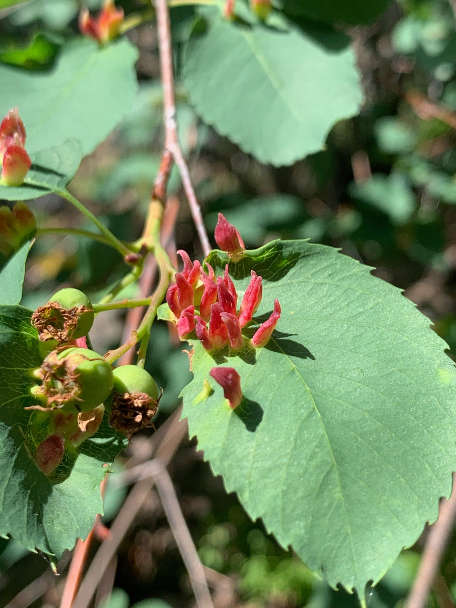 tooth-gall midge