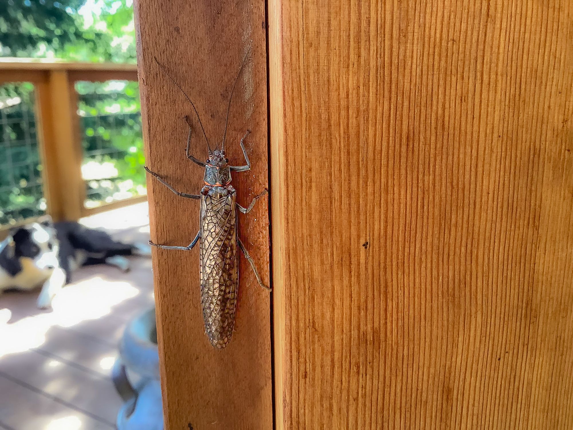 salmonfly