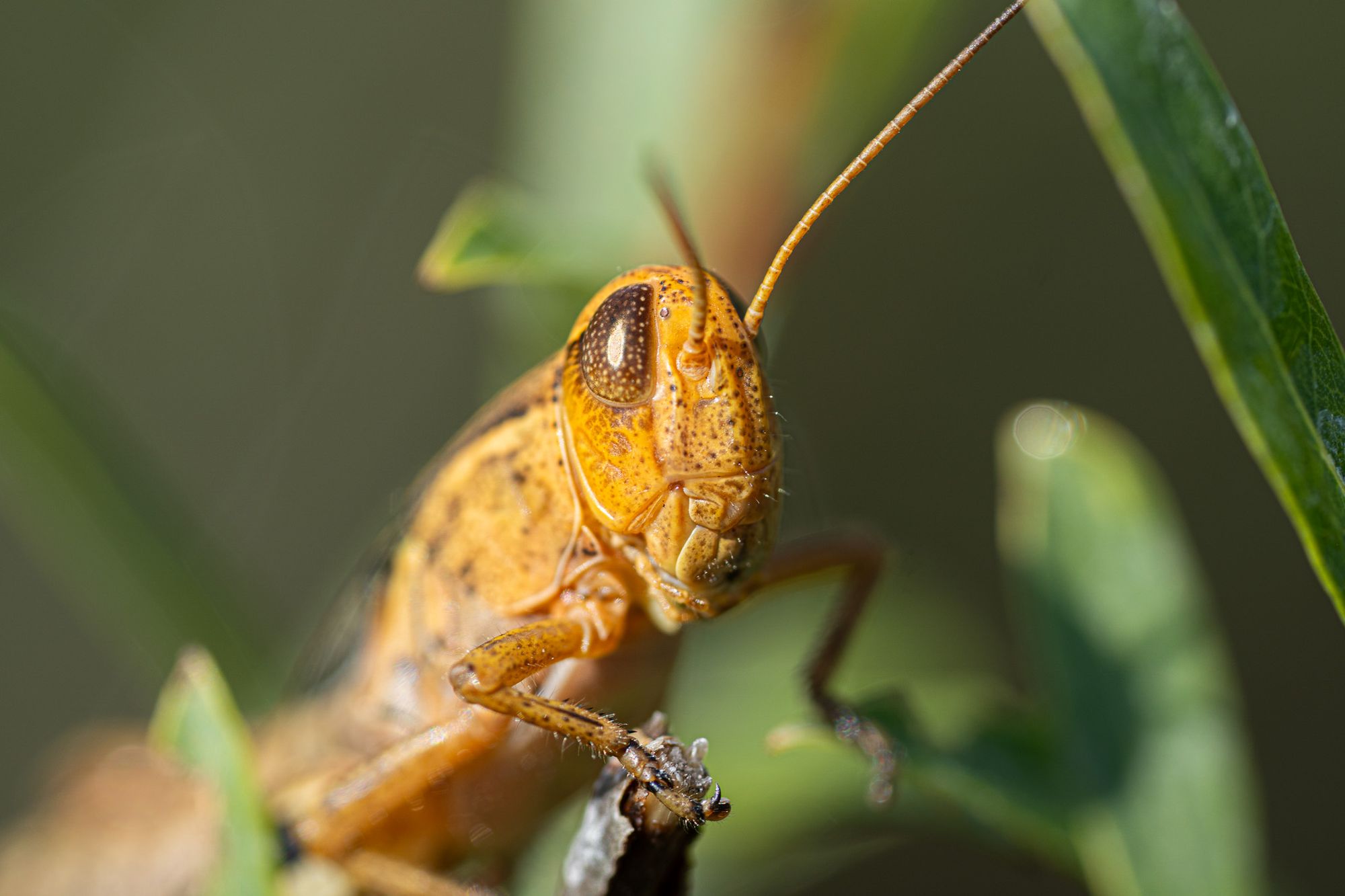 grasshopper face