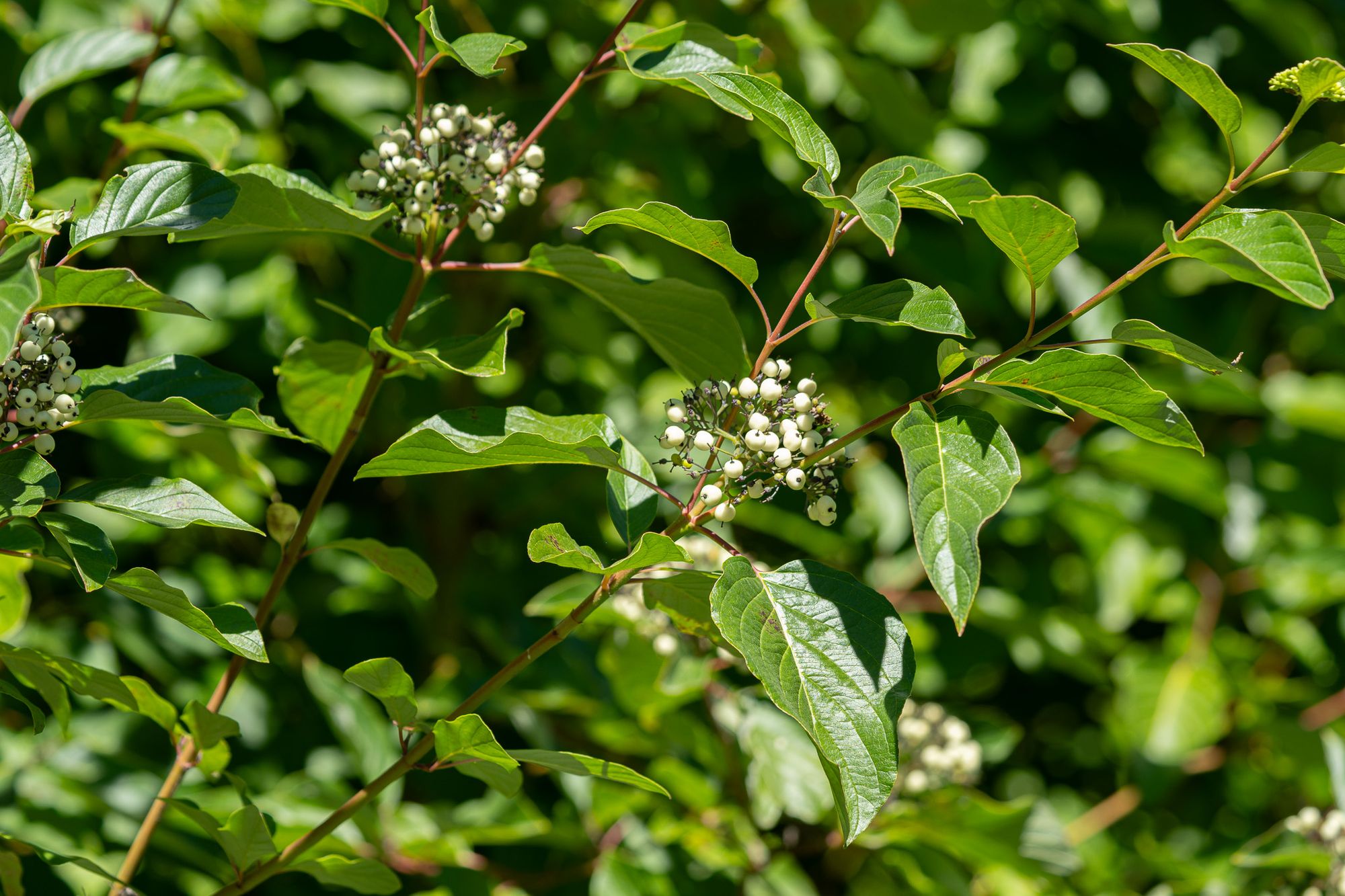 red-osier dogwood berries