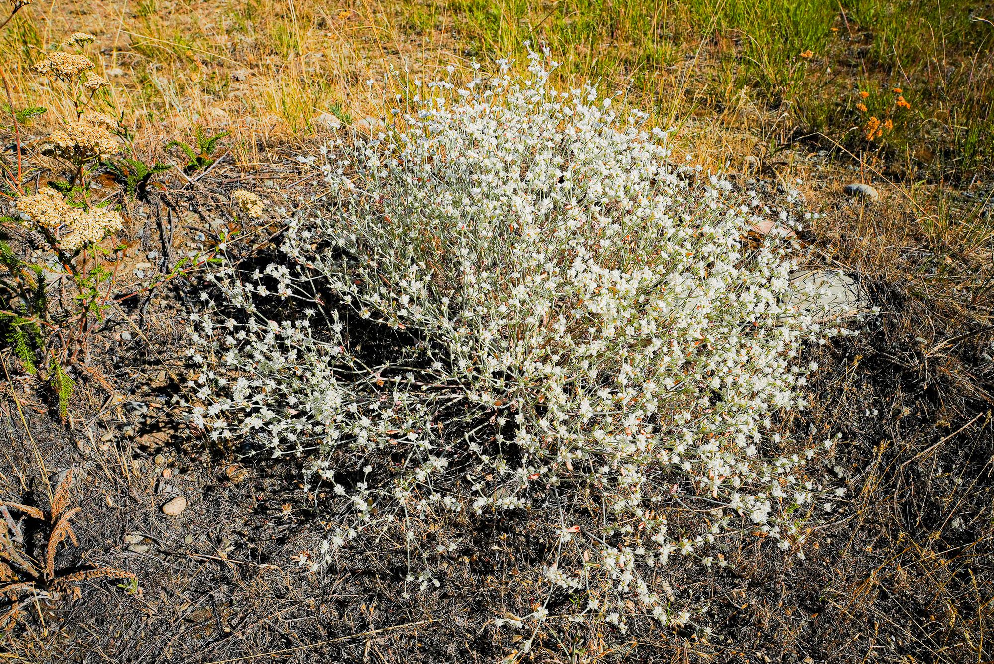snow buckwheat