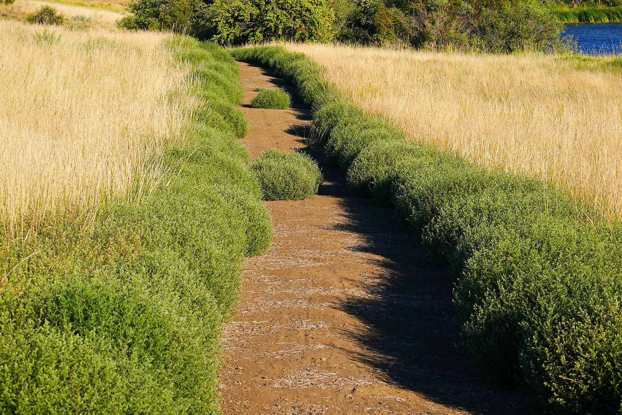 tumbleweeds along trail