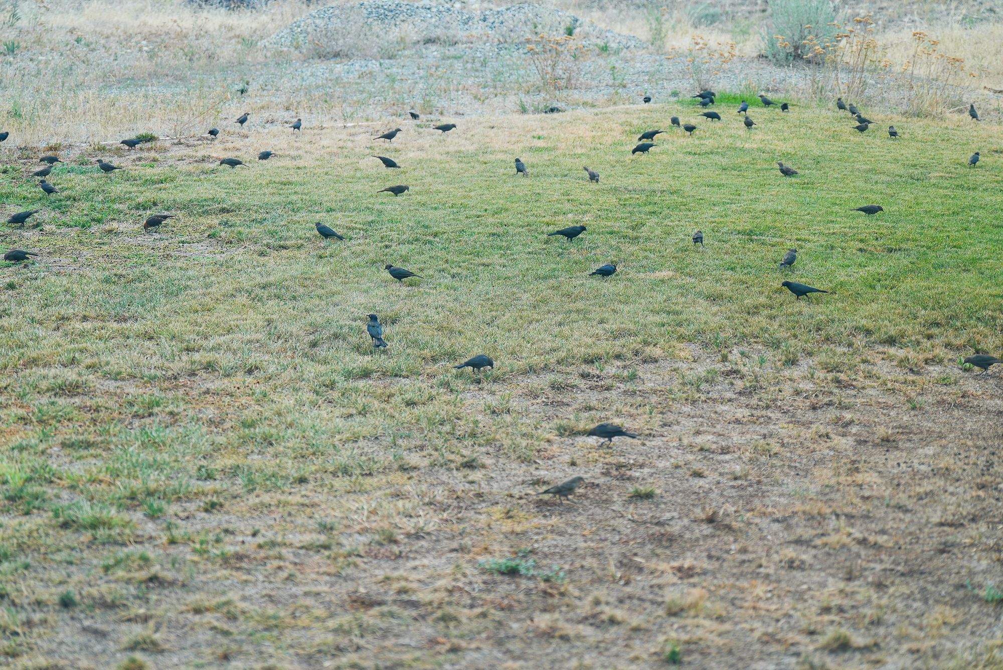 blackbirds on lawn
