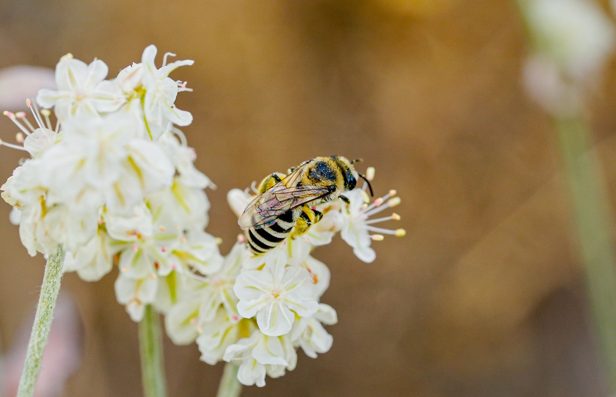 bee on buckwheat flower