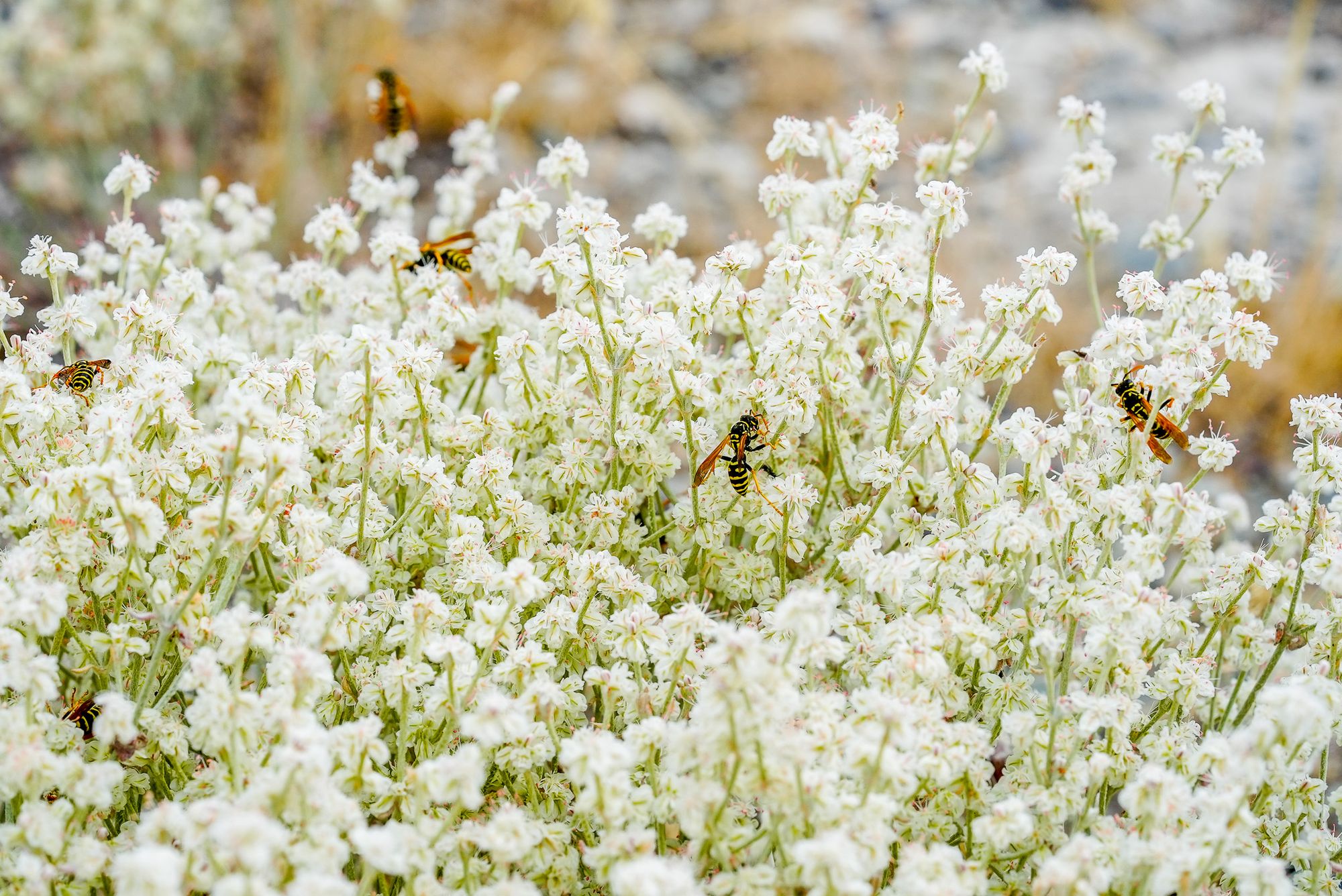 wasps in snow buckwheat