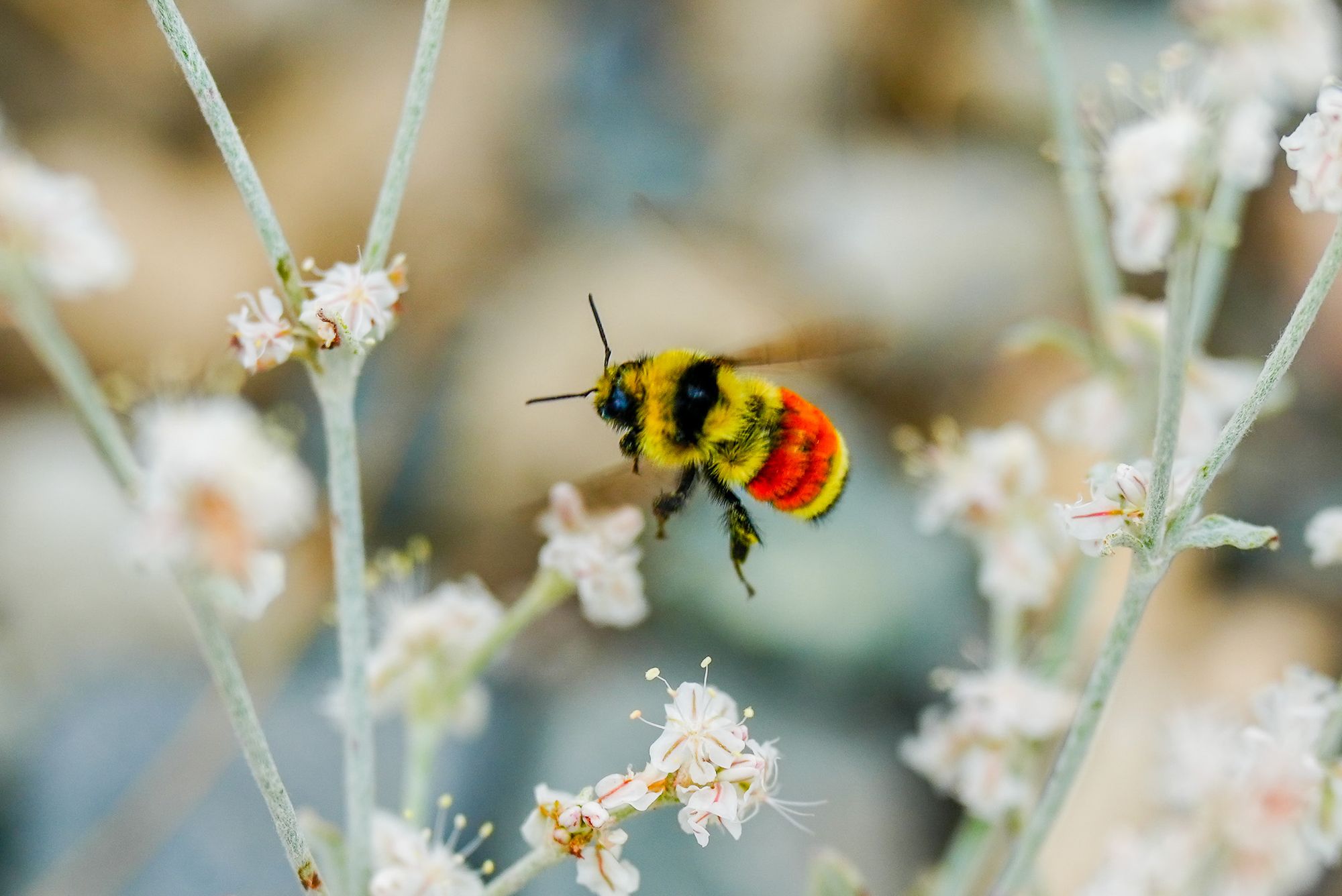 bumblebee on buckwheat