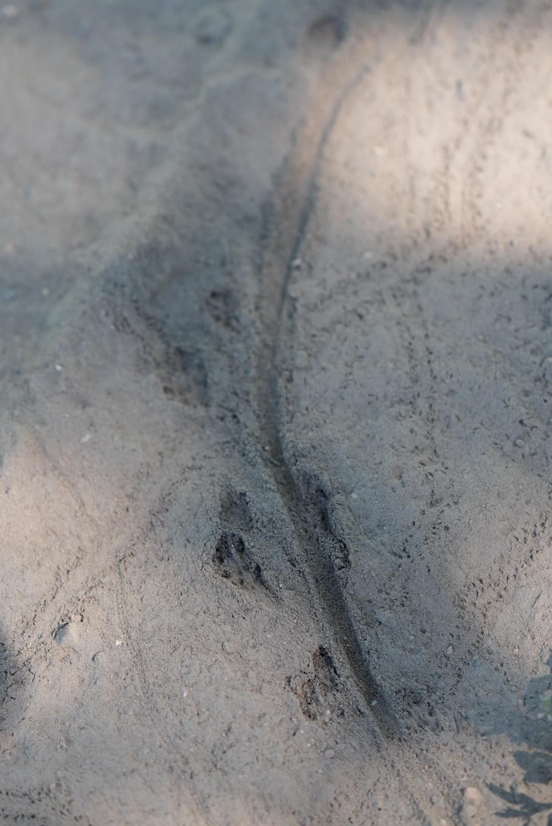Great Basin pocket mouse tracks