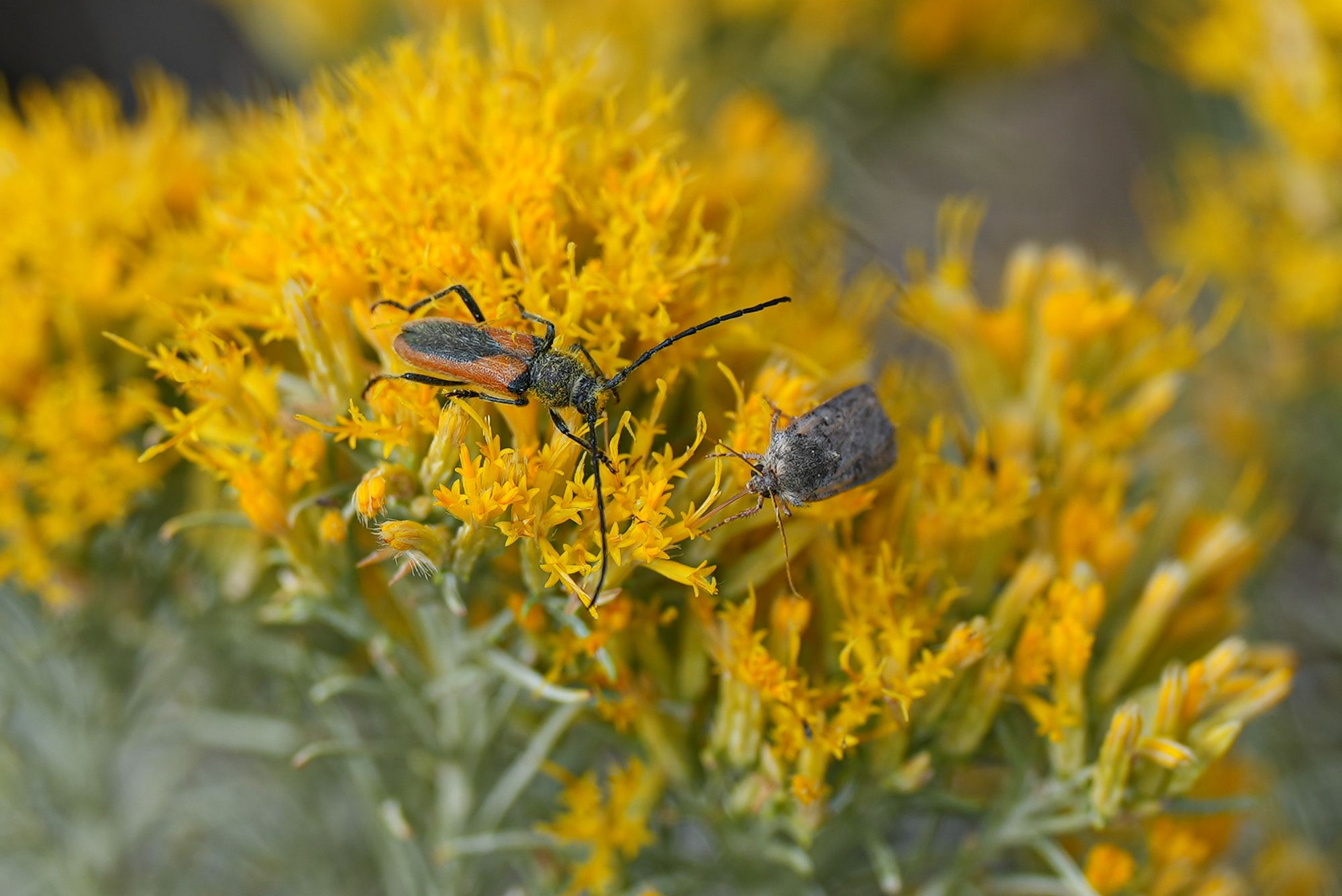 insects on rabbitbrush flowers