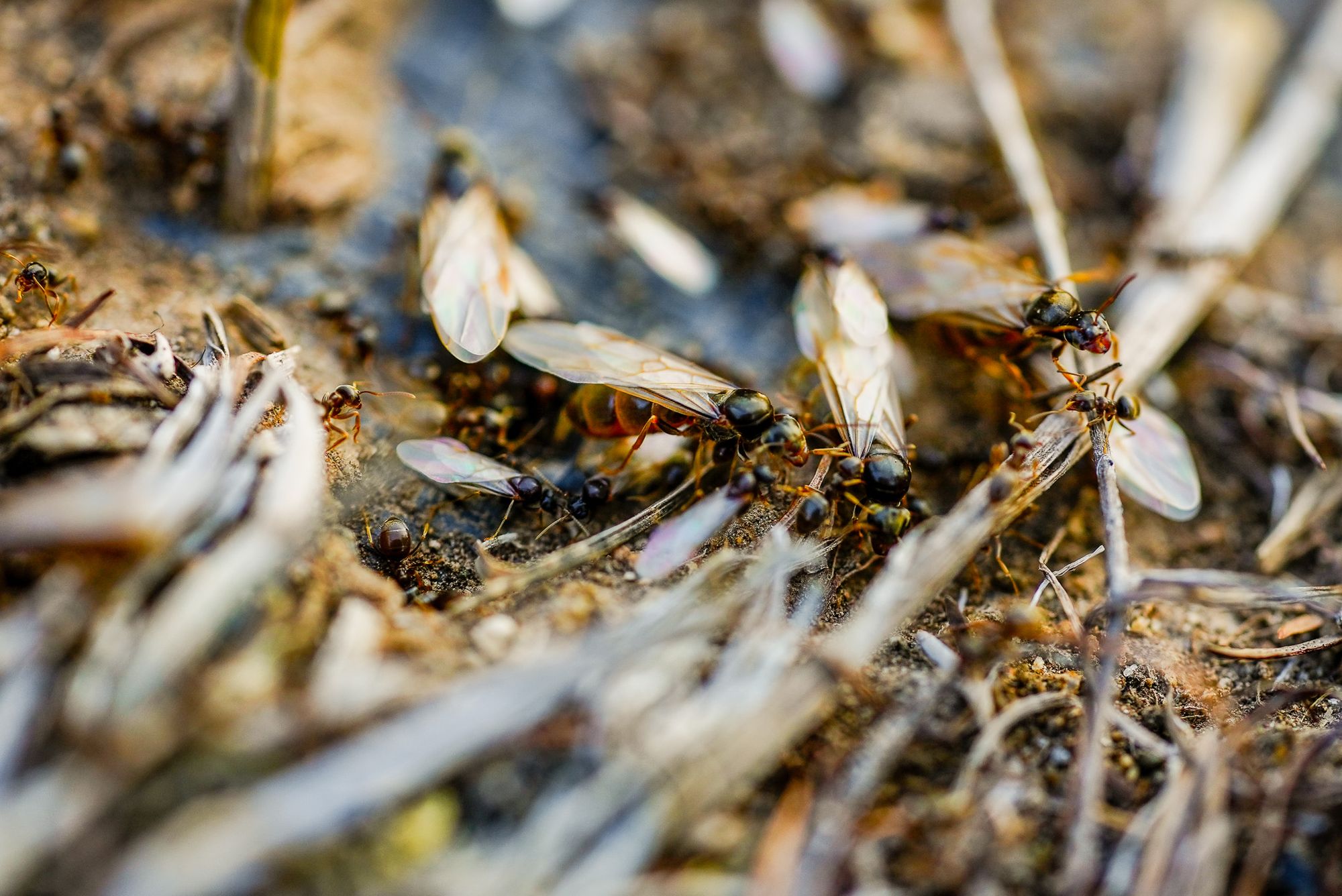 emerging ants