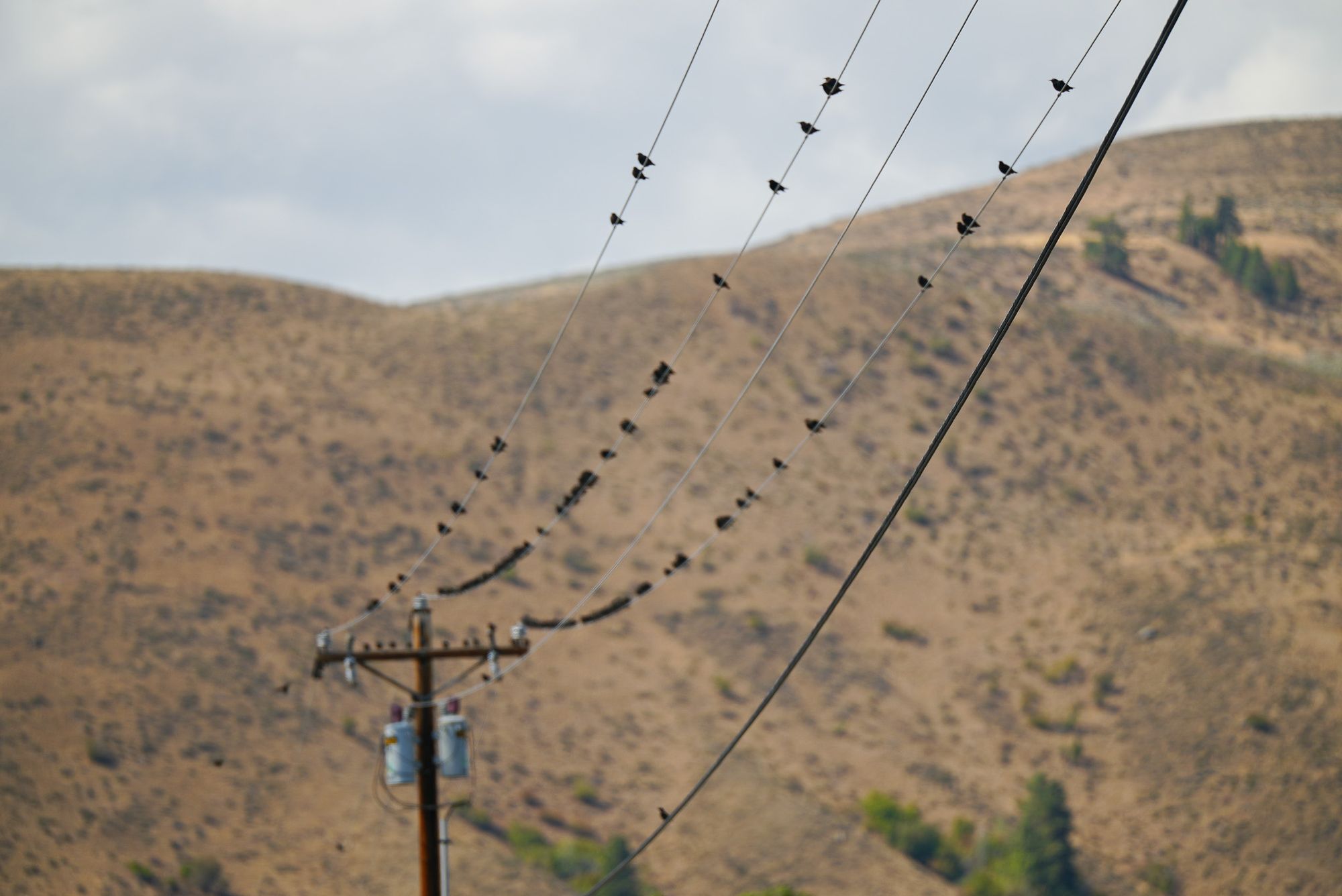 starlings on wires