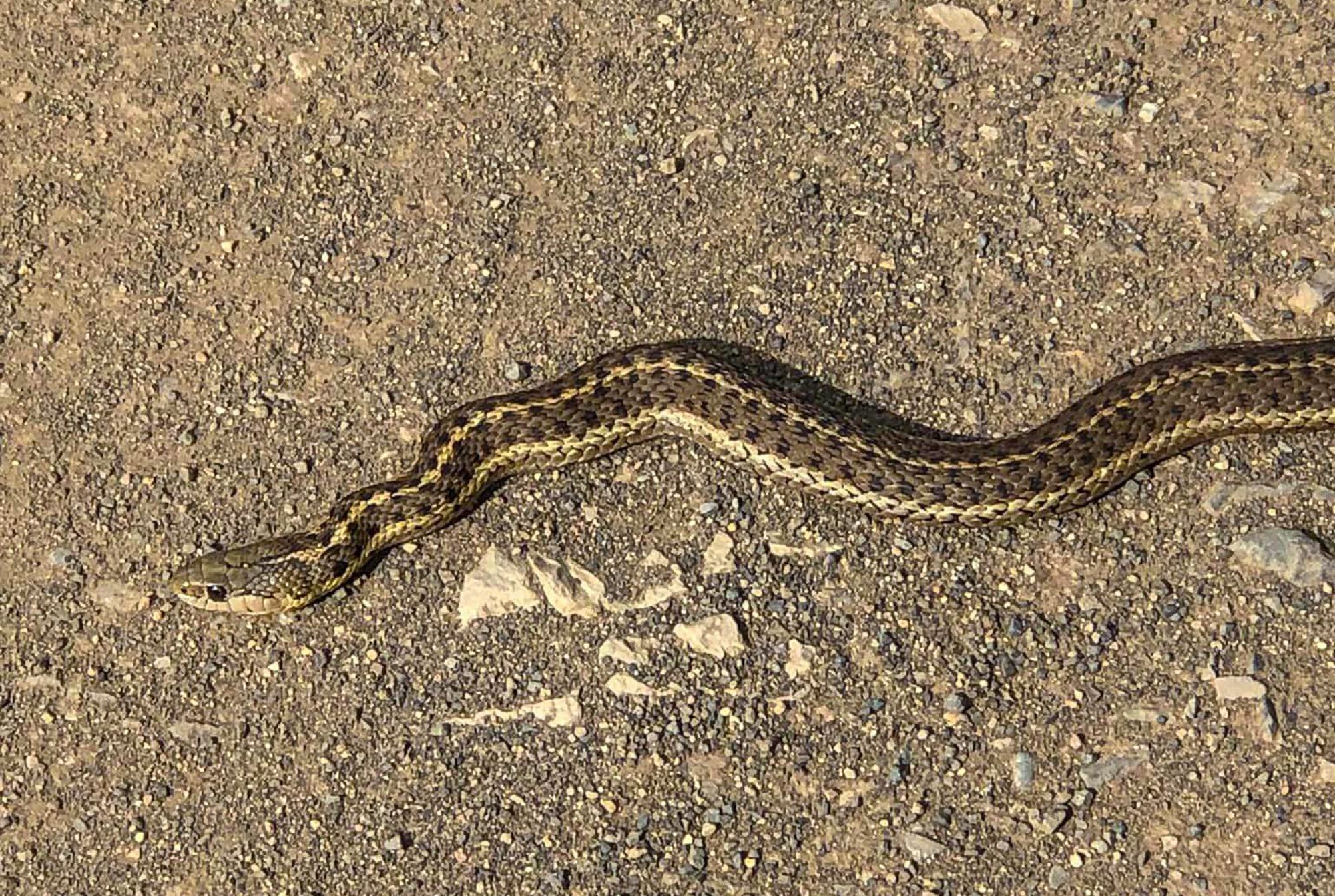 wandering garter snake