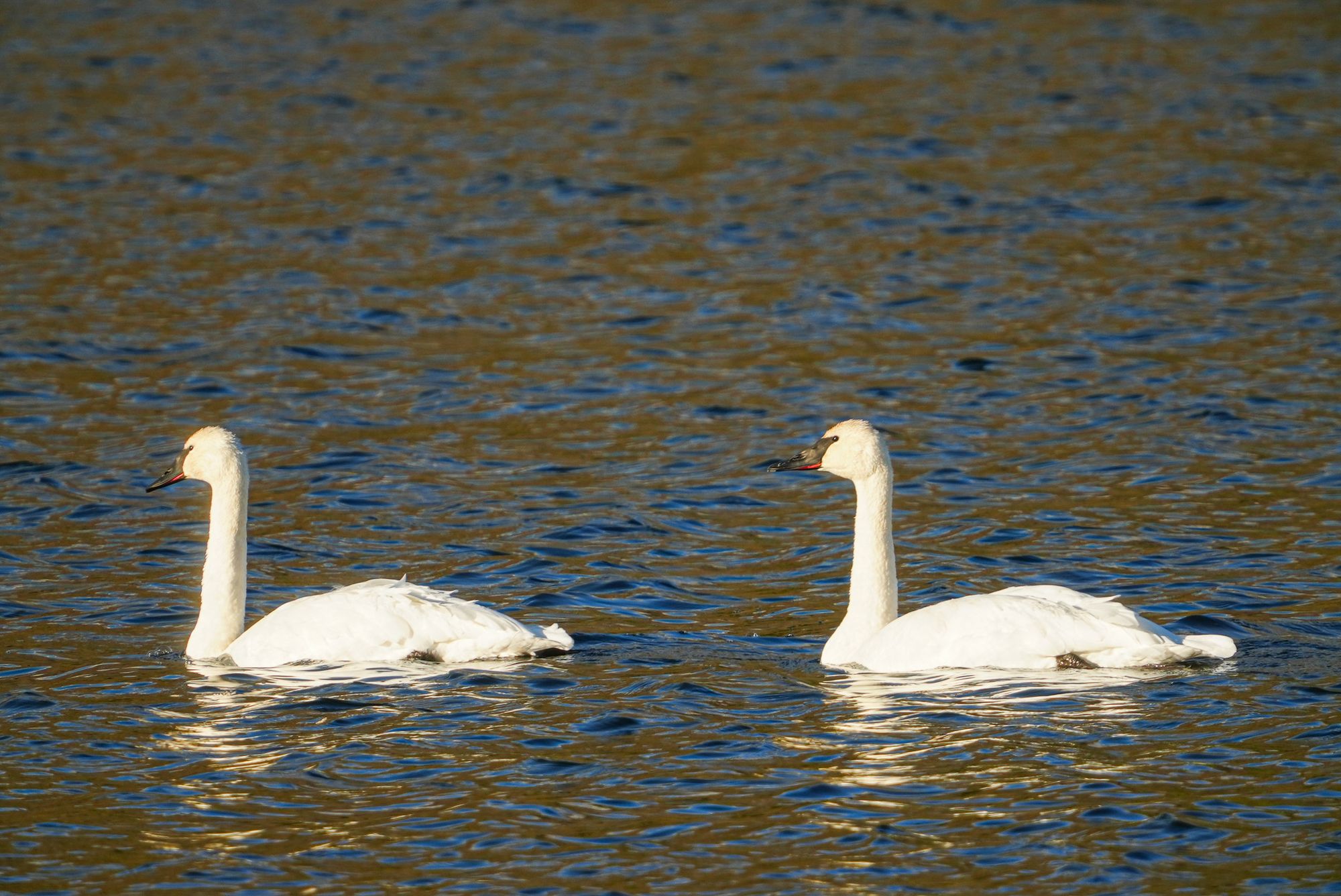 trumpeter swan pair