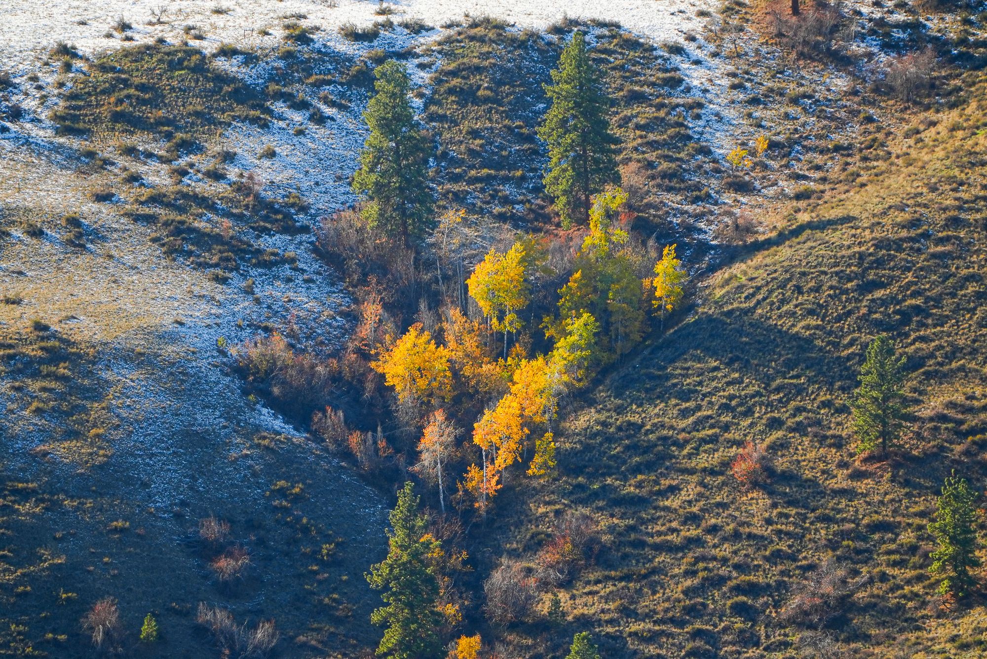 aspen grove in snow