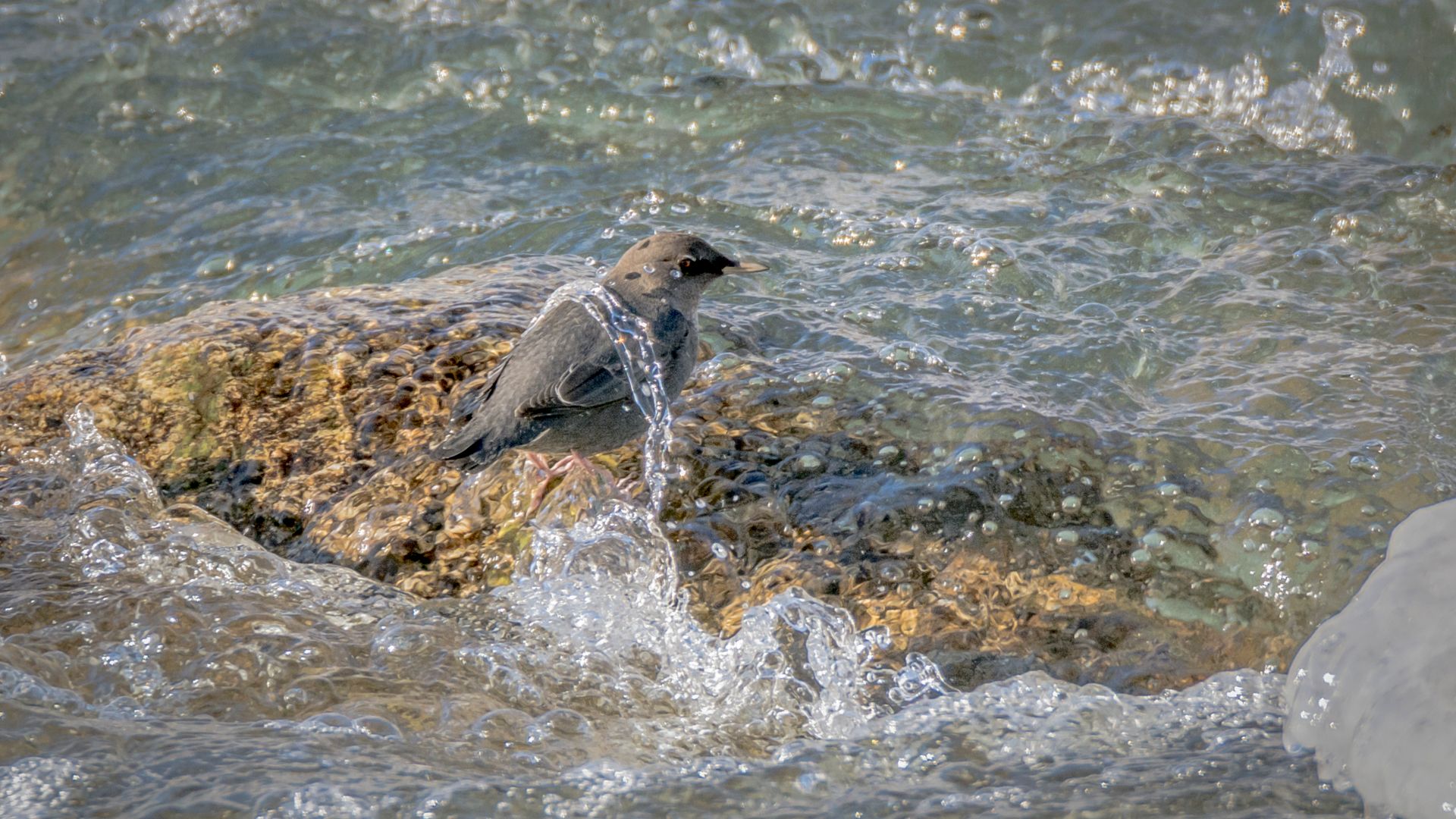 American dipper