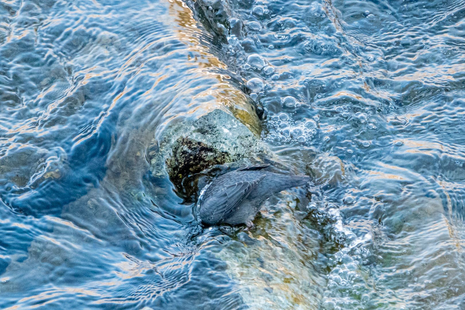 American dipper