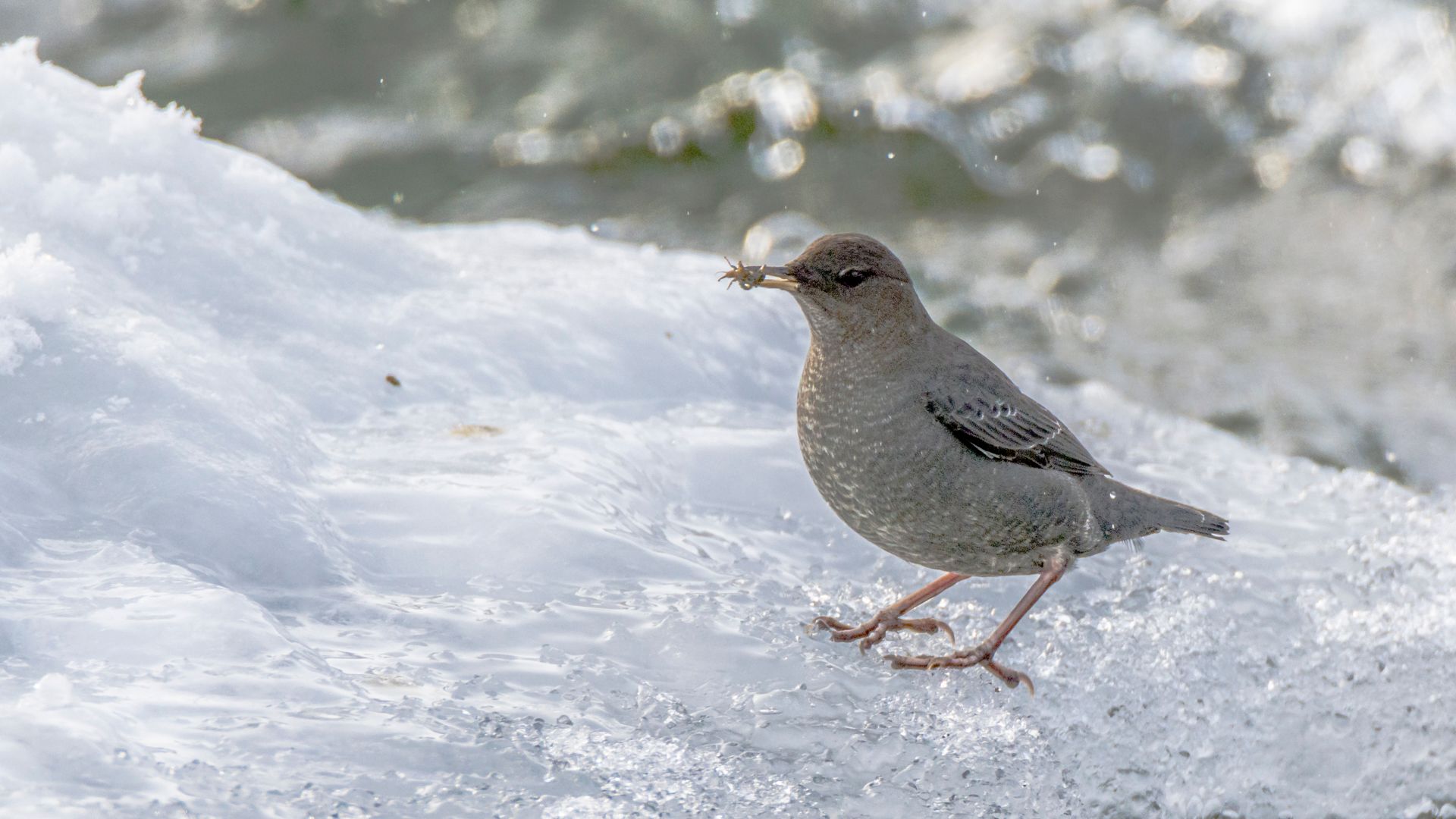 American dipper