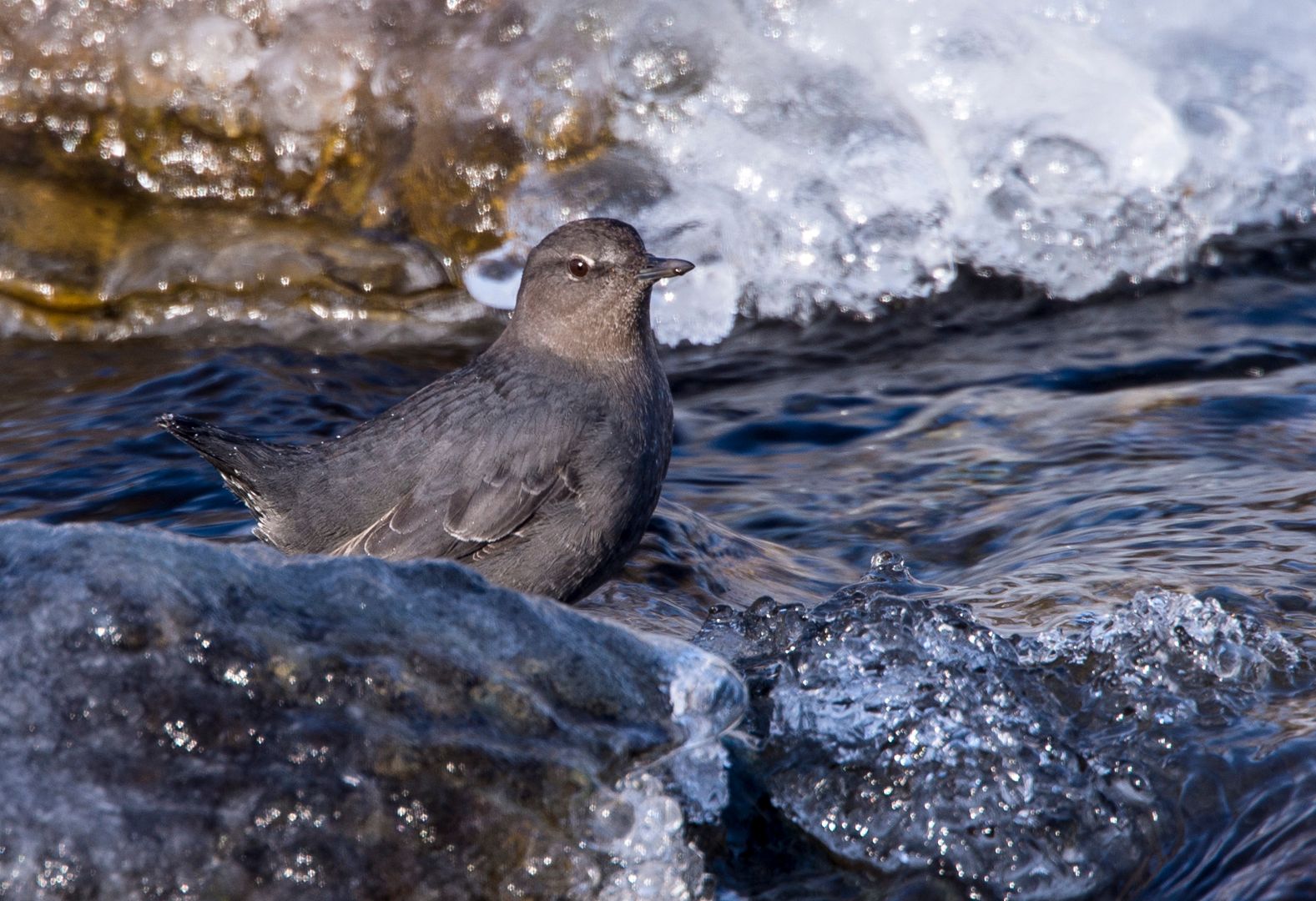 American dipper