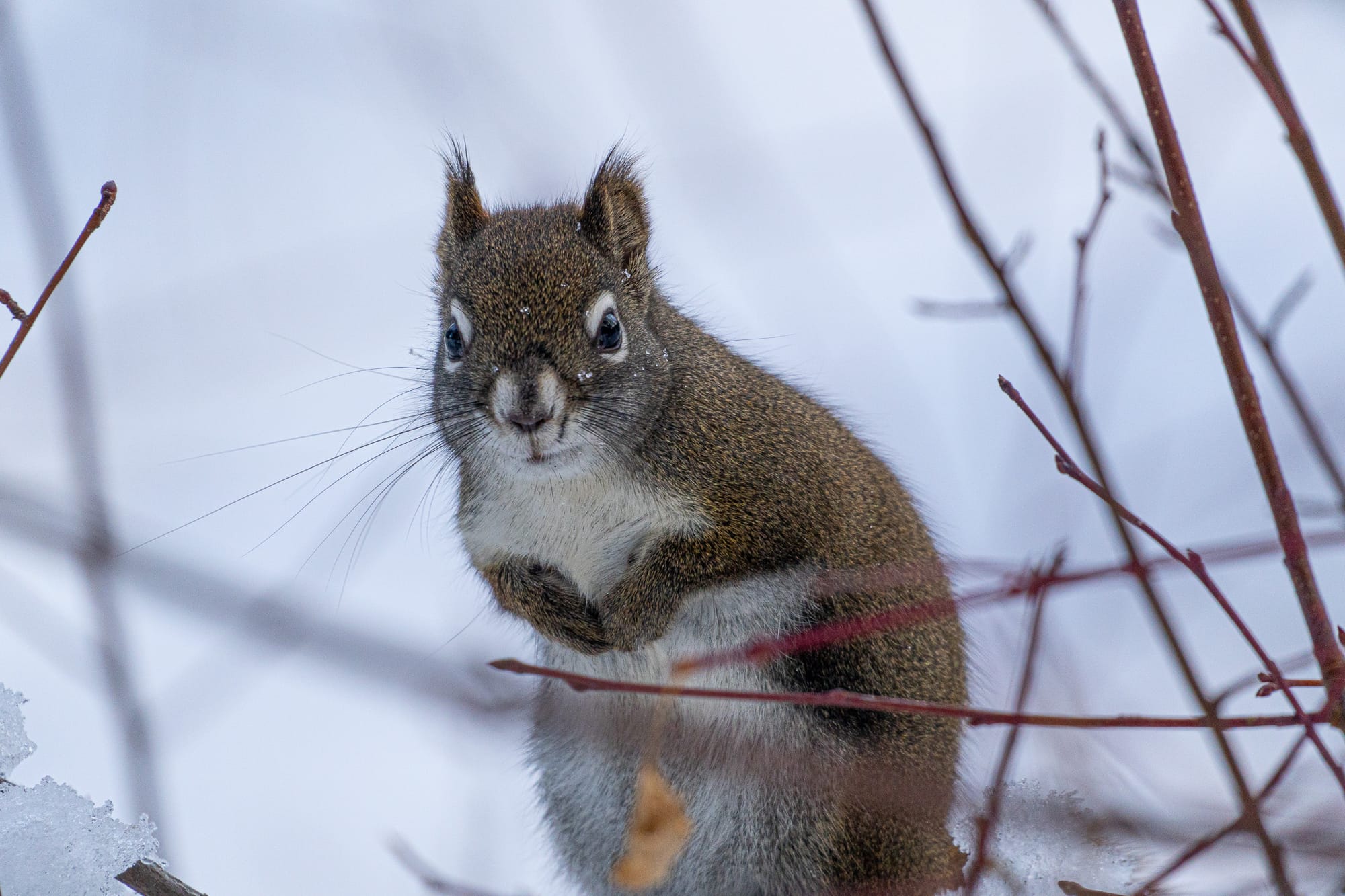 red squirrel