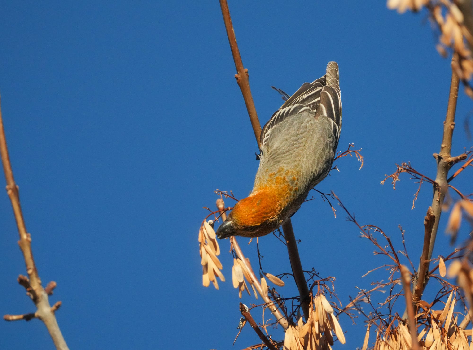 pine grosbeak