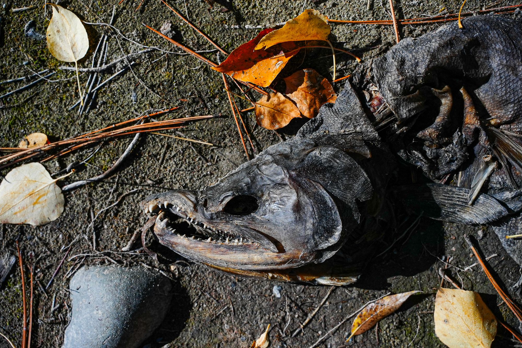 salmon carcass