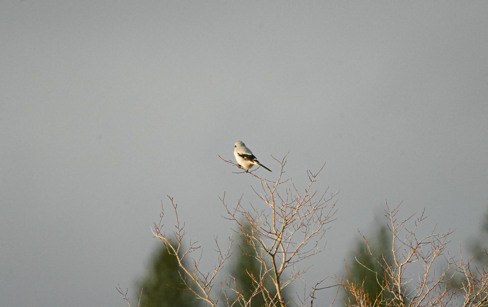 northern shrike