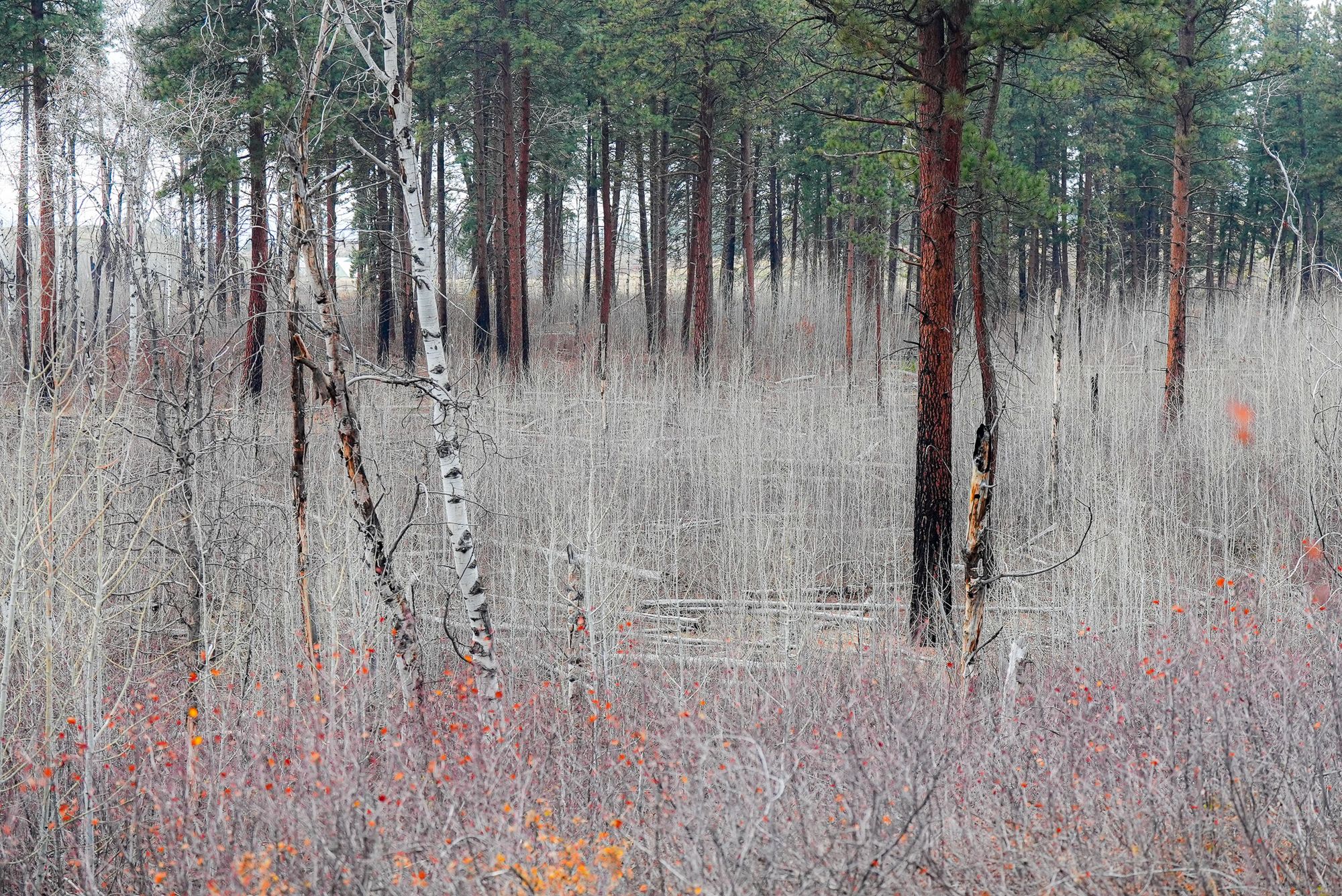 aspen grove