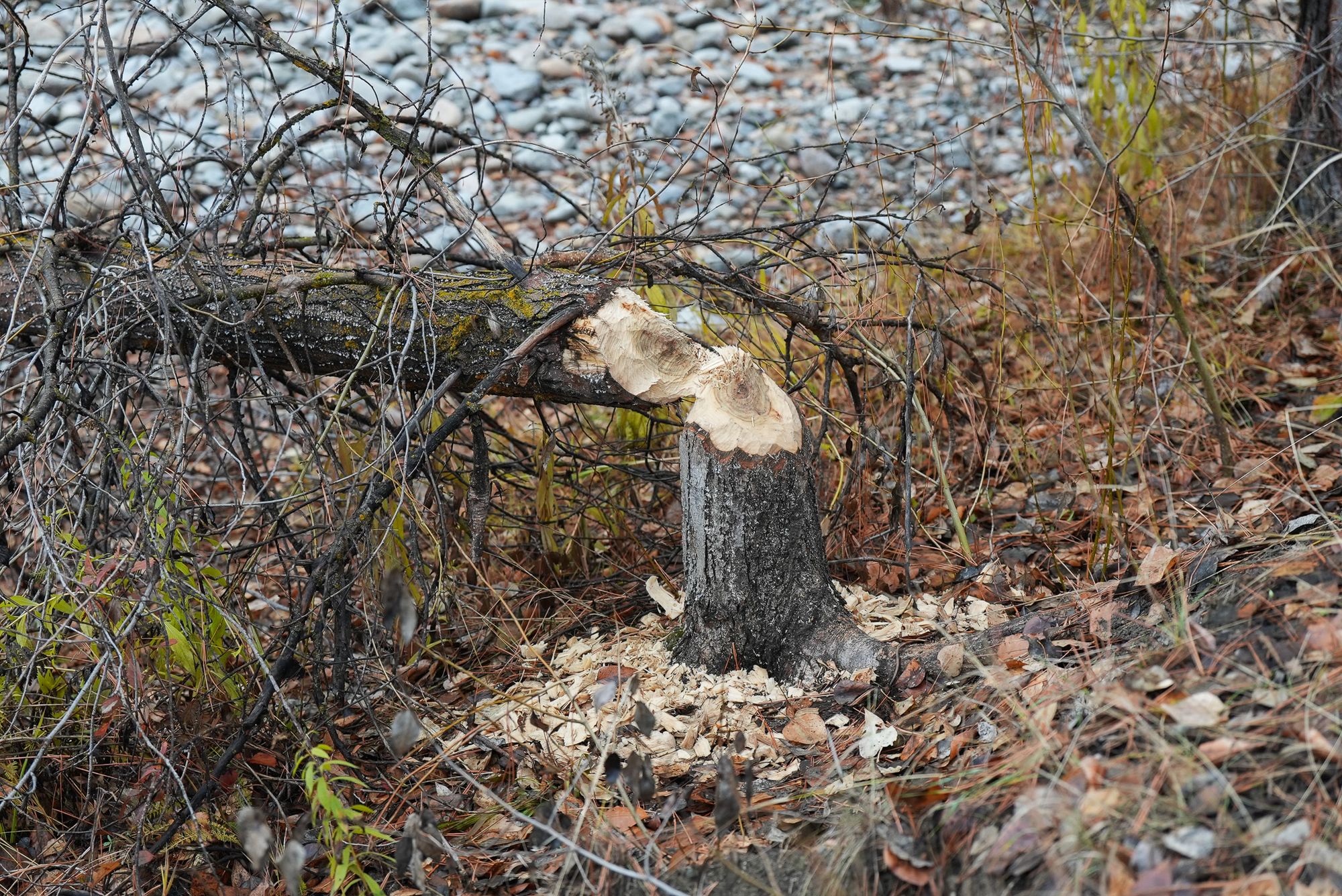 beaver chewing