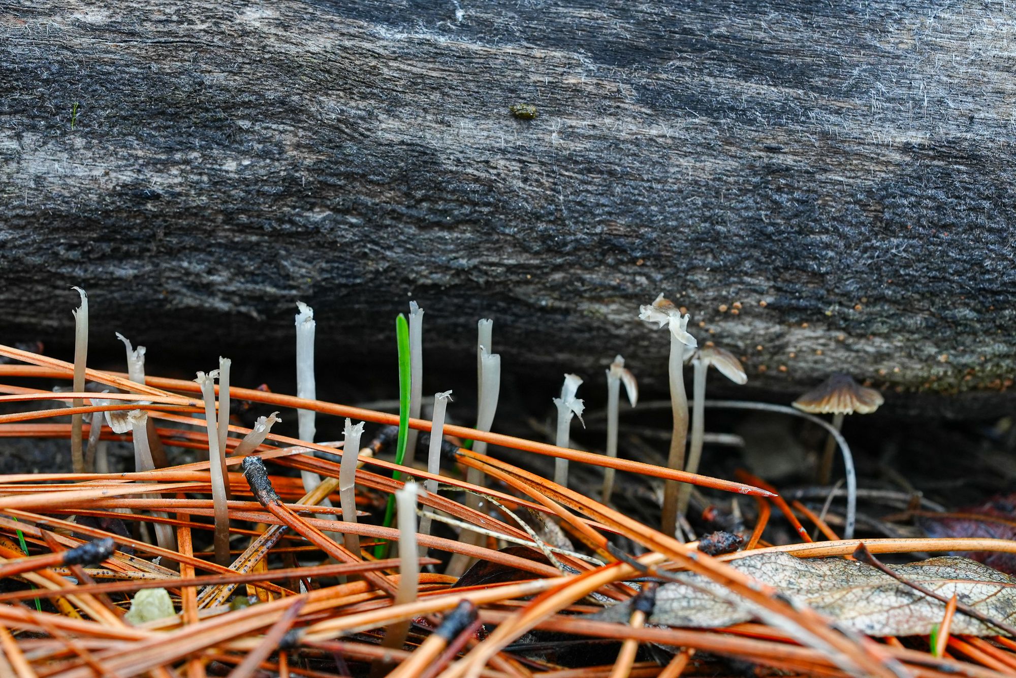 mushroom stalks