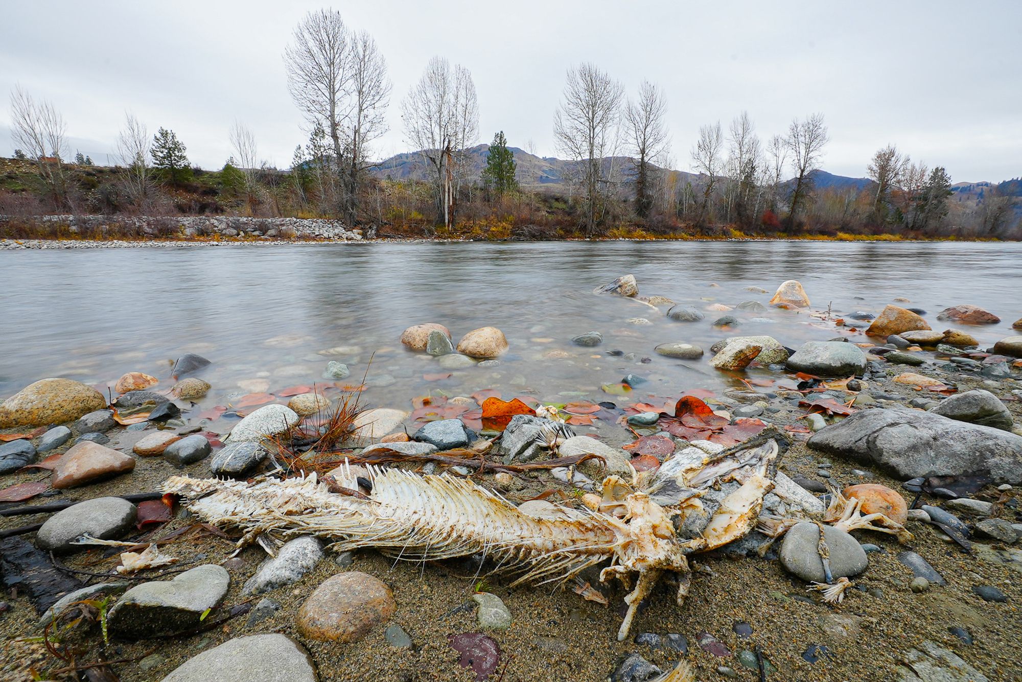 salmon carcass