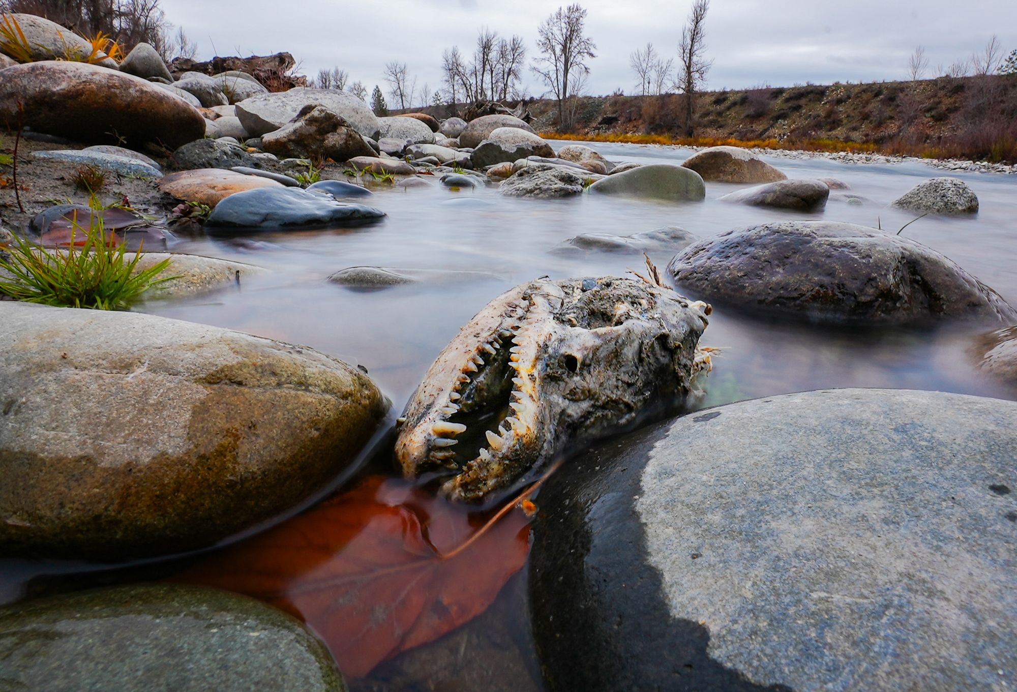 salmon carcass 