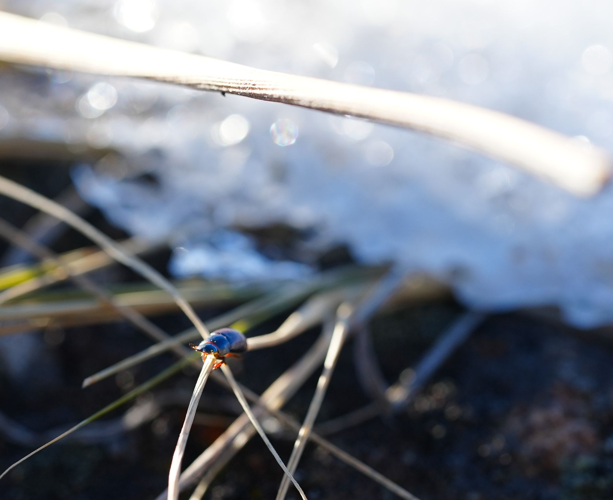 beetle next to snow