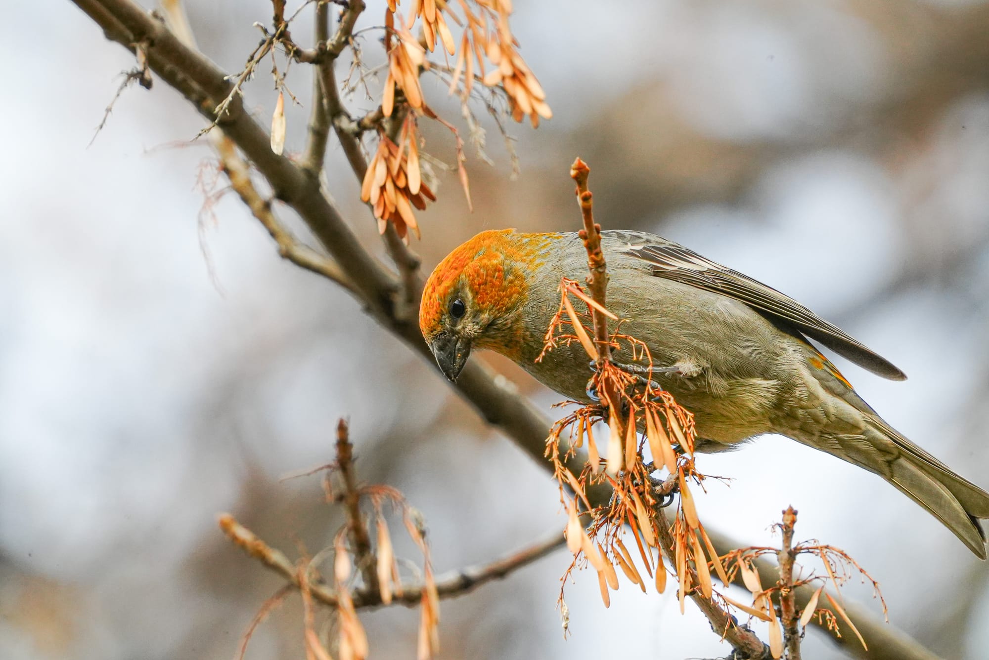 female pine grosbreak