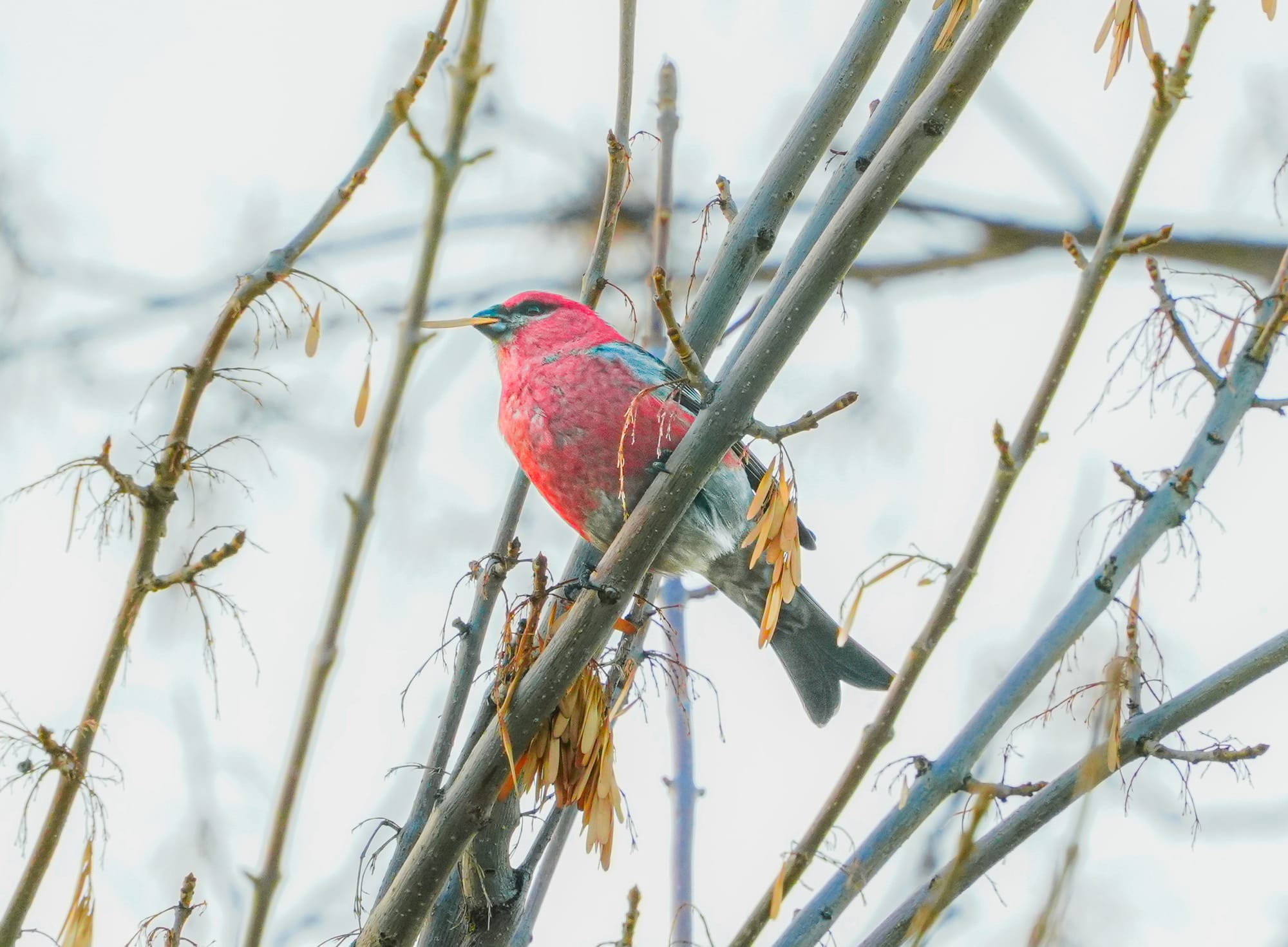 male pine grosbeak