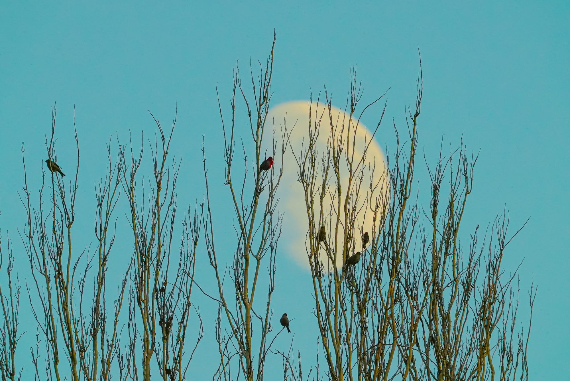 pine grosbeaks at moonrise