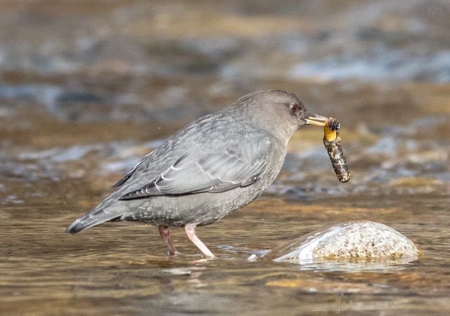 American dipper