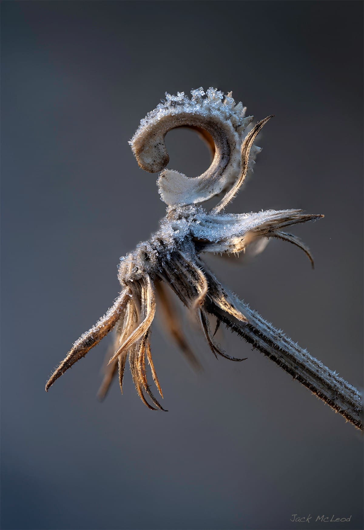 ice crystals on plant