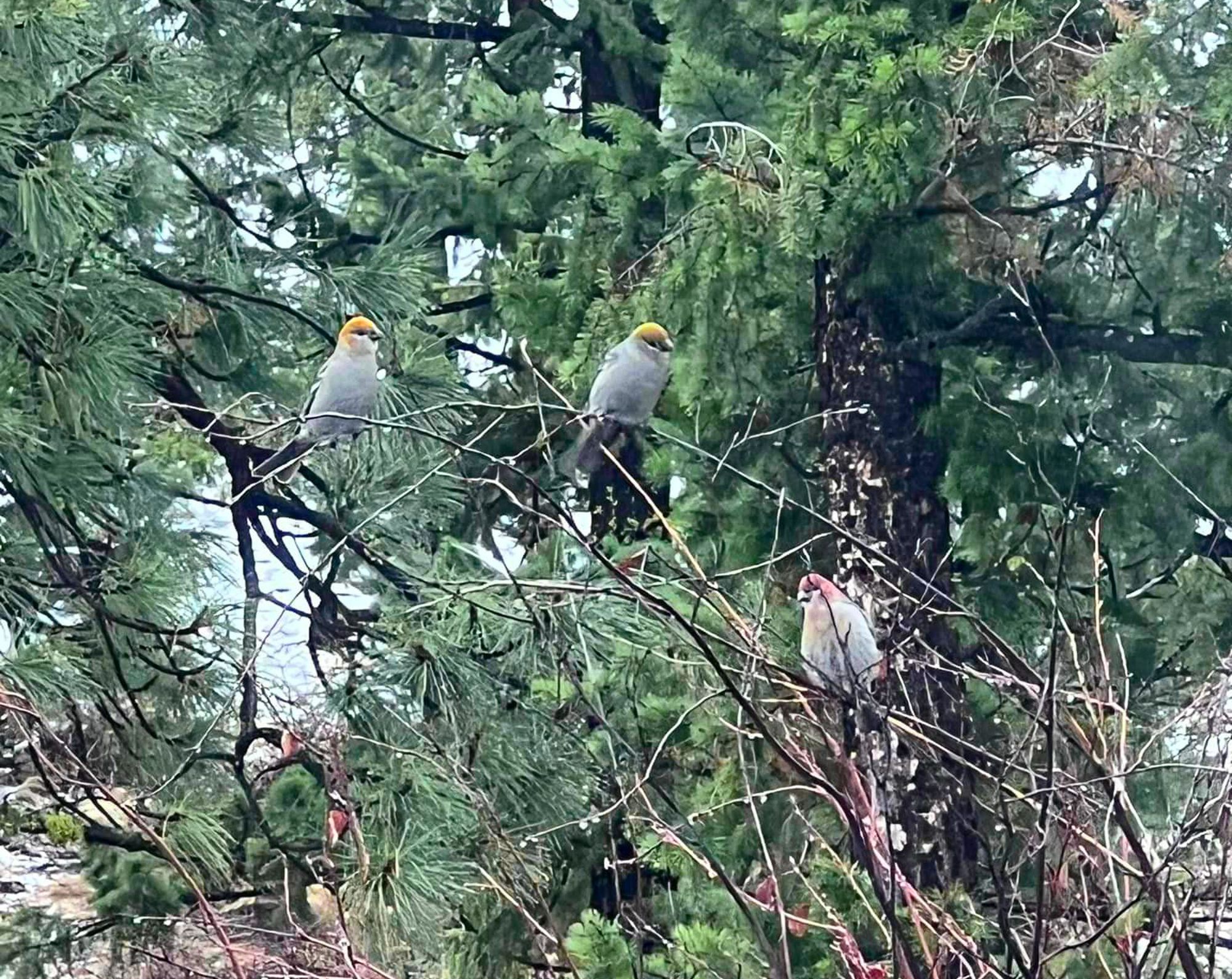 pine grosbeaks