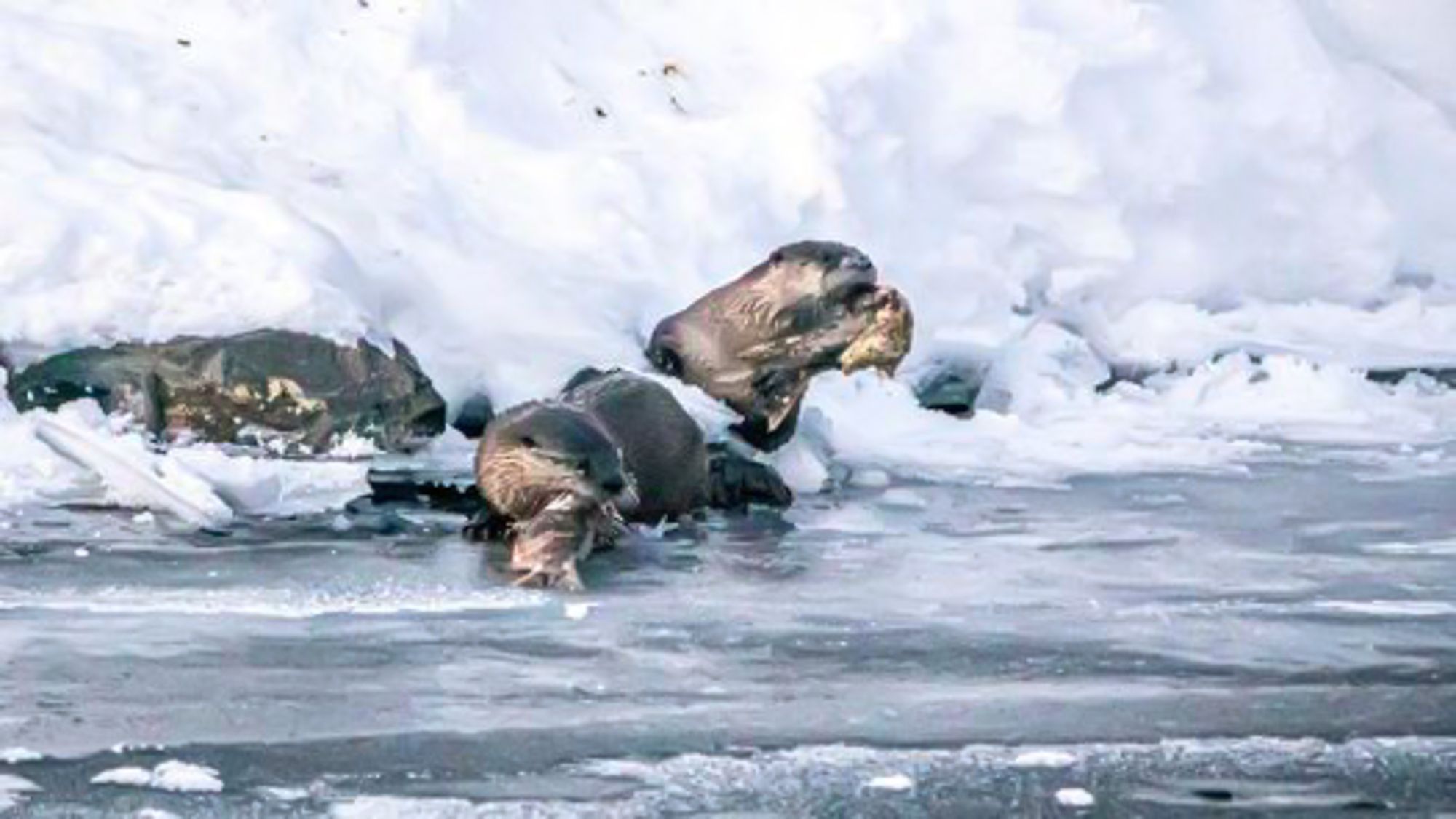 river otters eating salmon