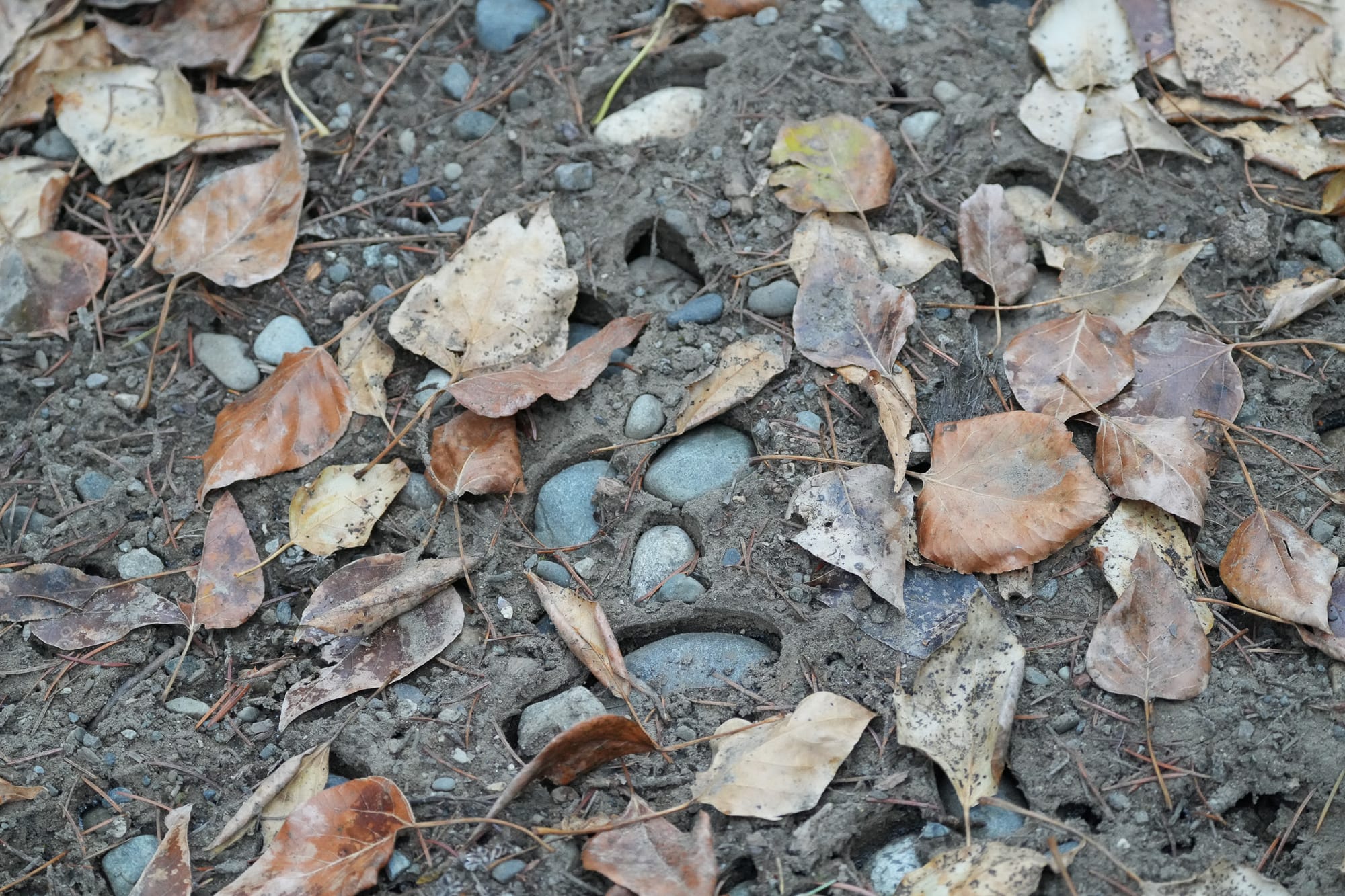 leaves on ground