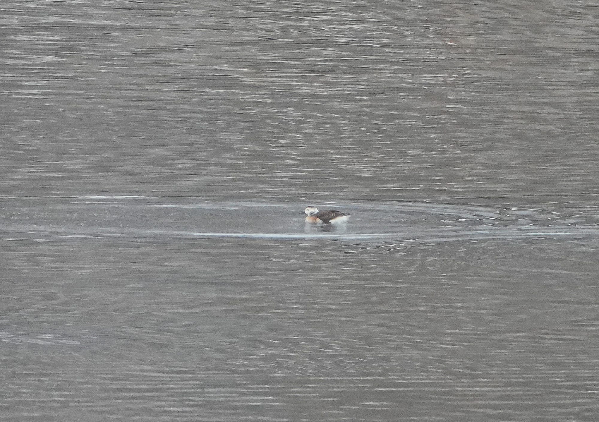 long-tailed duck